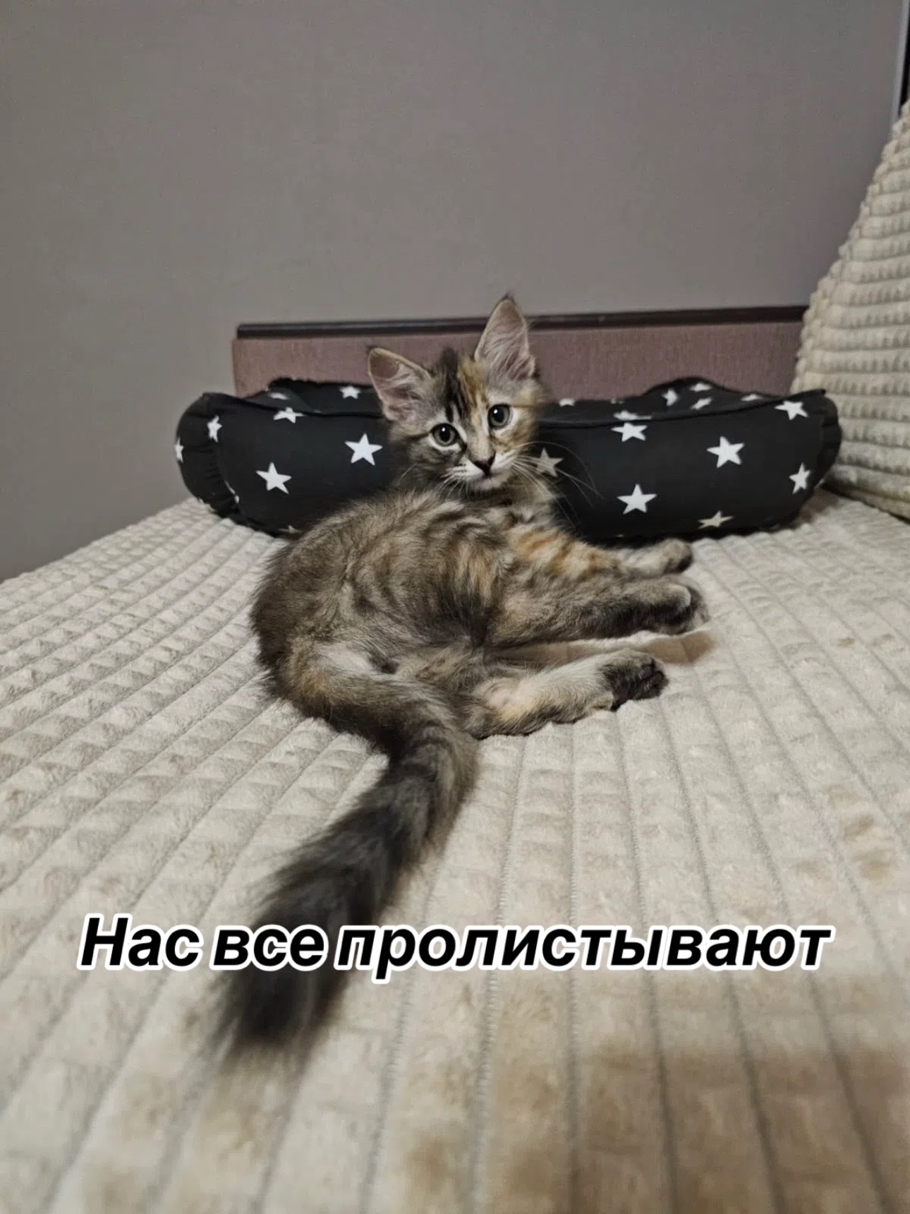 @Приют Потеряшка