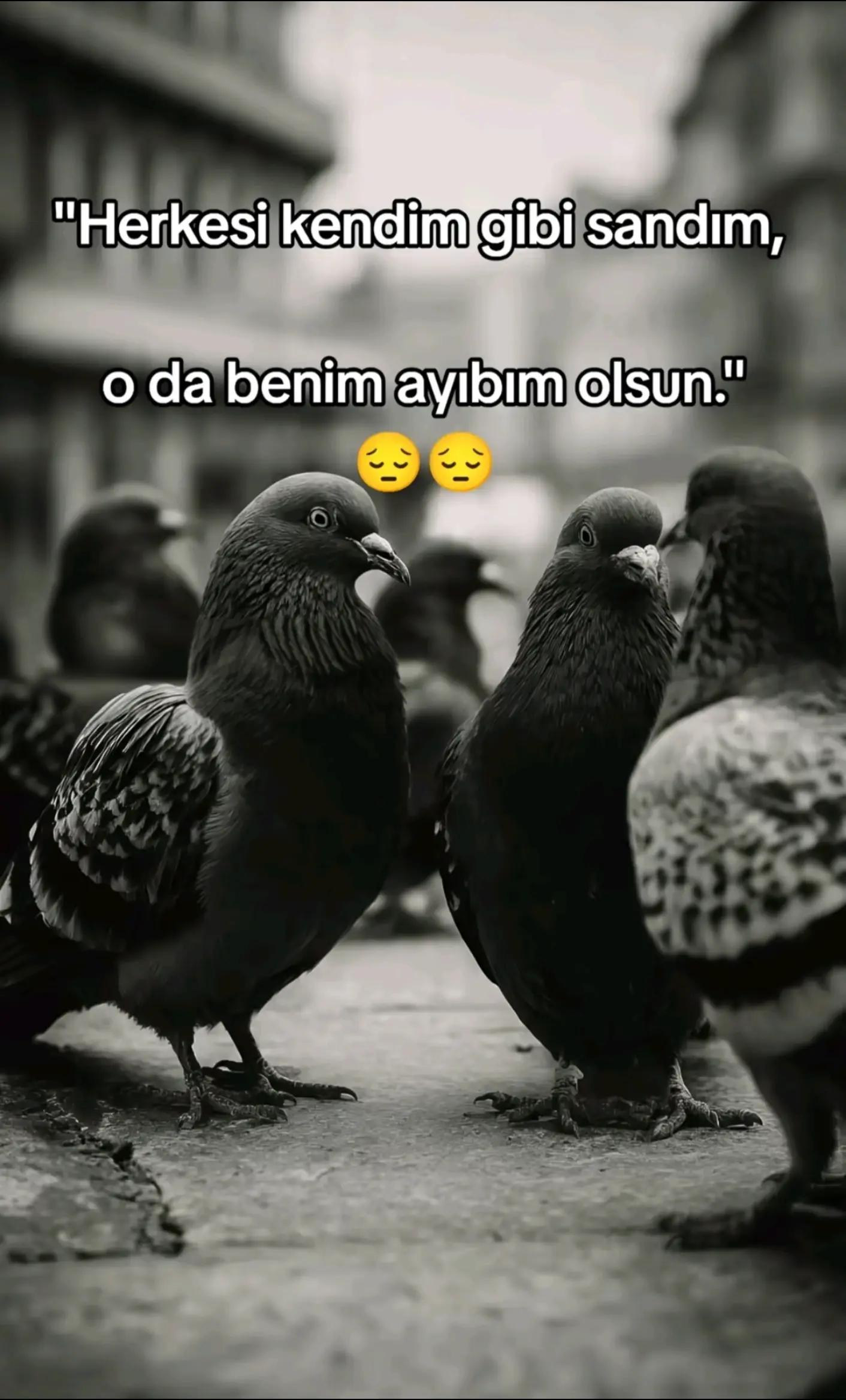 @mavideniz