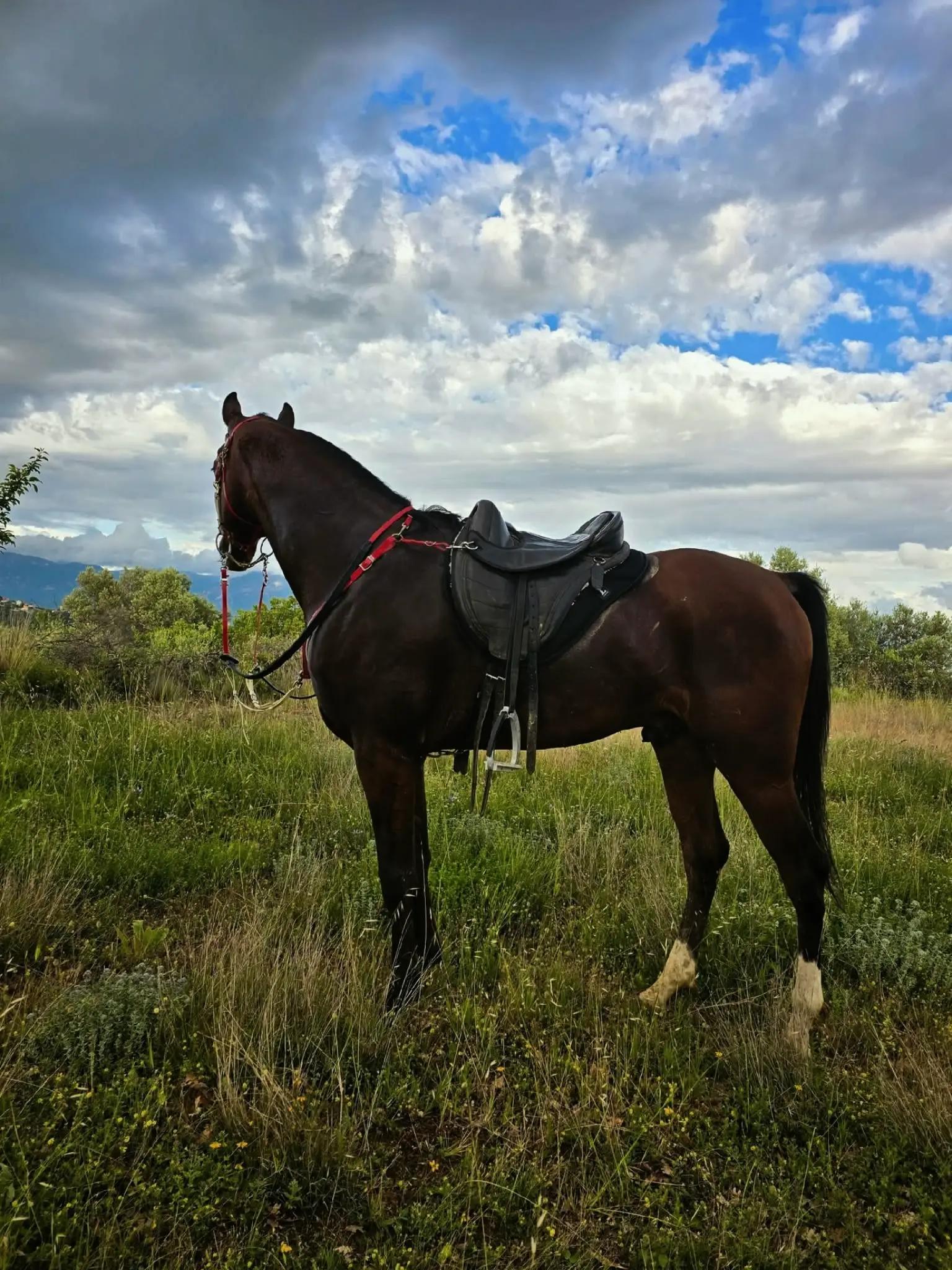 @Horse Training Center Albania