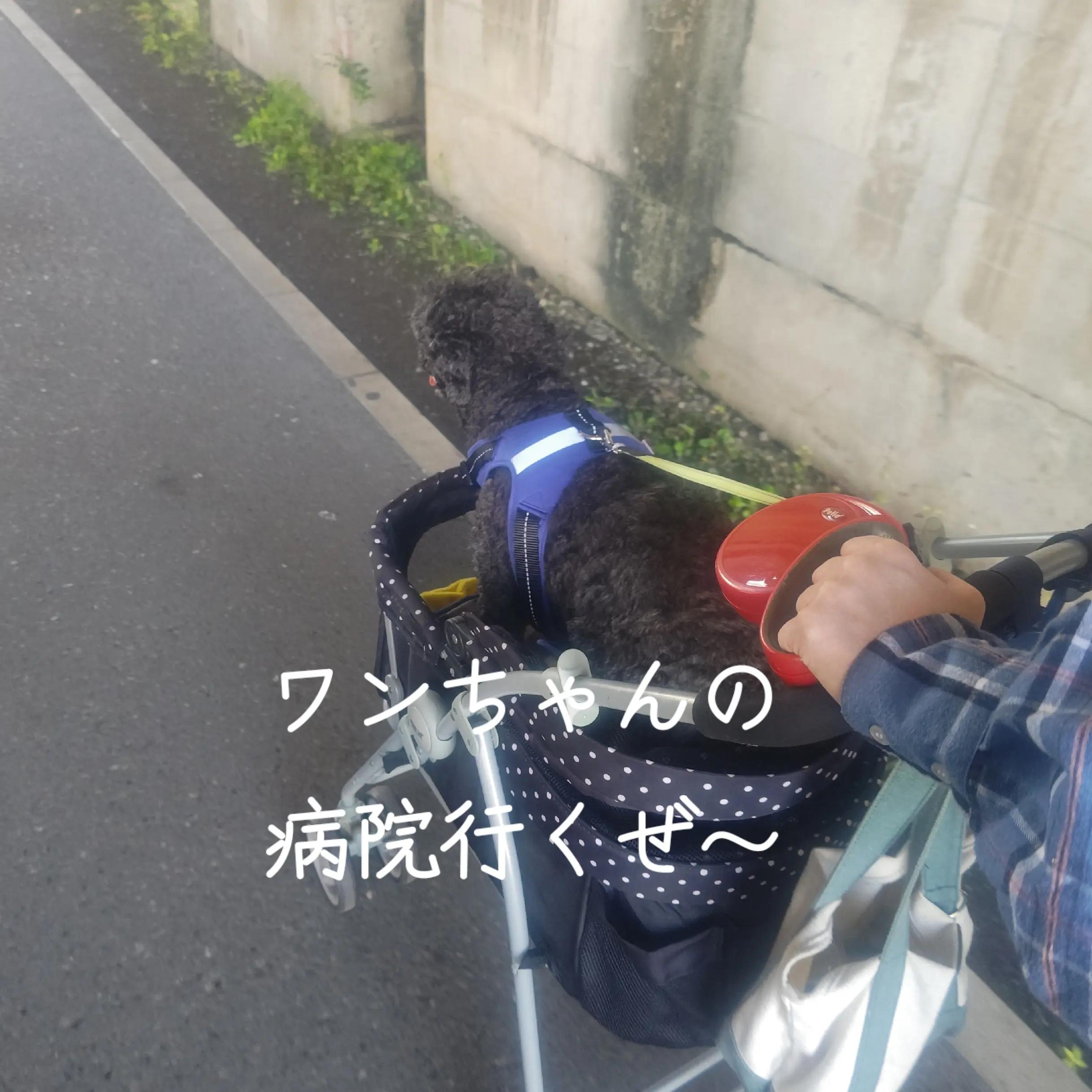 @マジカルな🙄ずんだひろし??