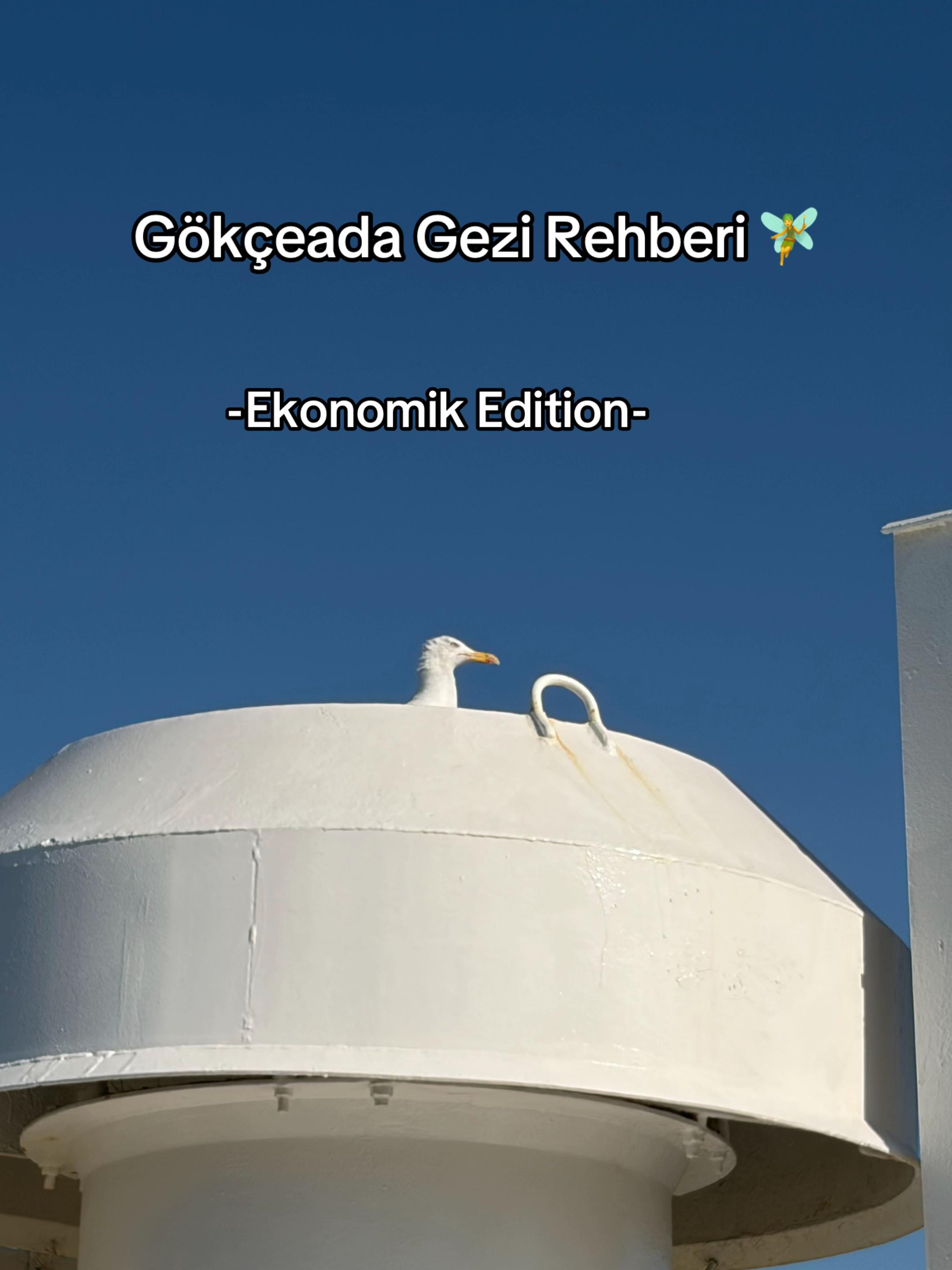 @İstanbul Kedisi