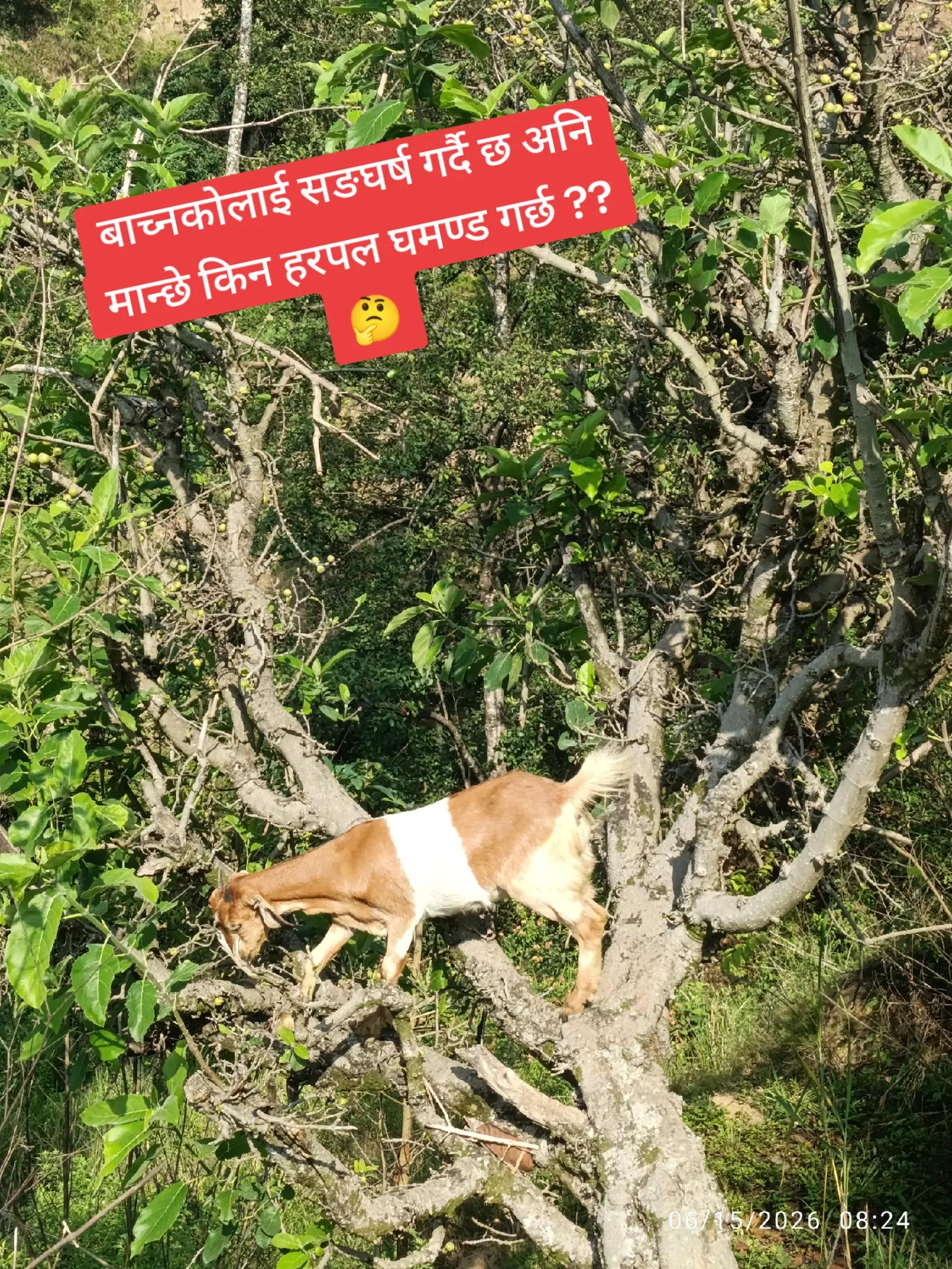 @💗Nava💗 Razz💘 Mishra❤️