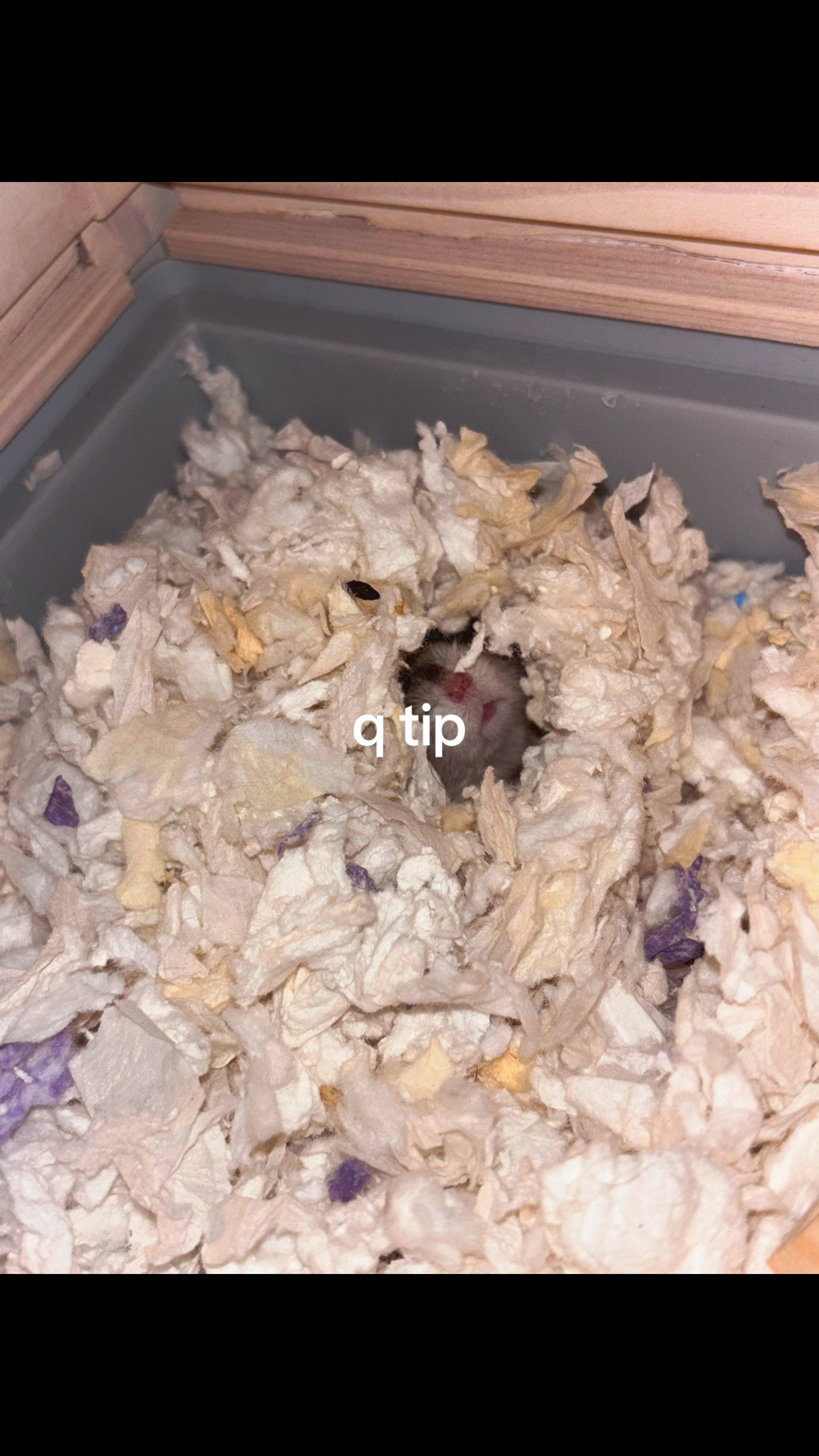 @⋆.𐙚 ̊ ꒰ ℳℴℴ𝓃𝒾ℯ ꒱ 🦢