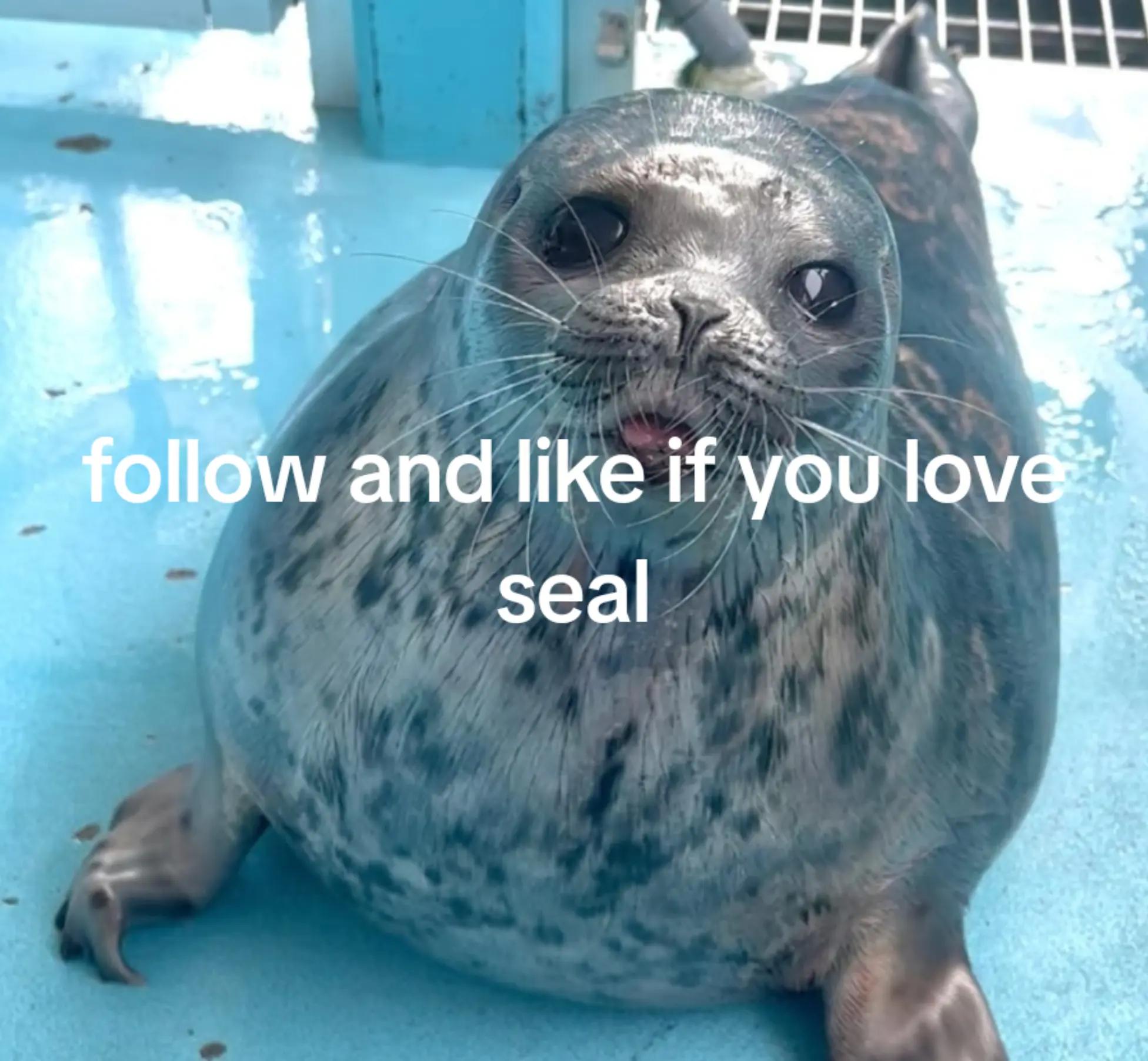 @sealotter_folk