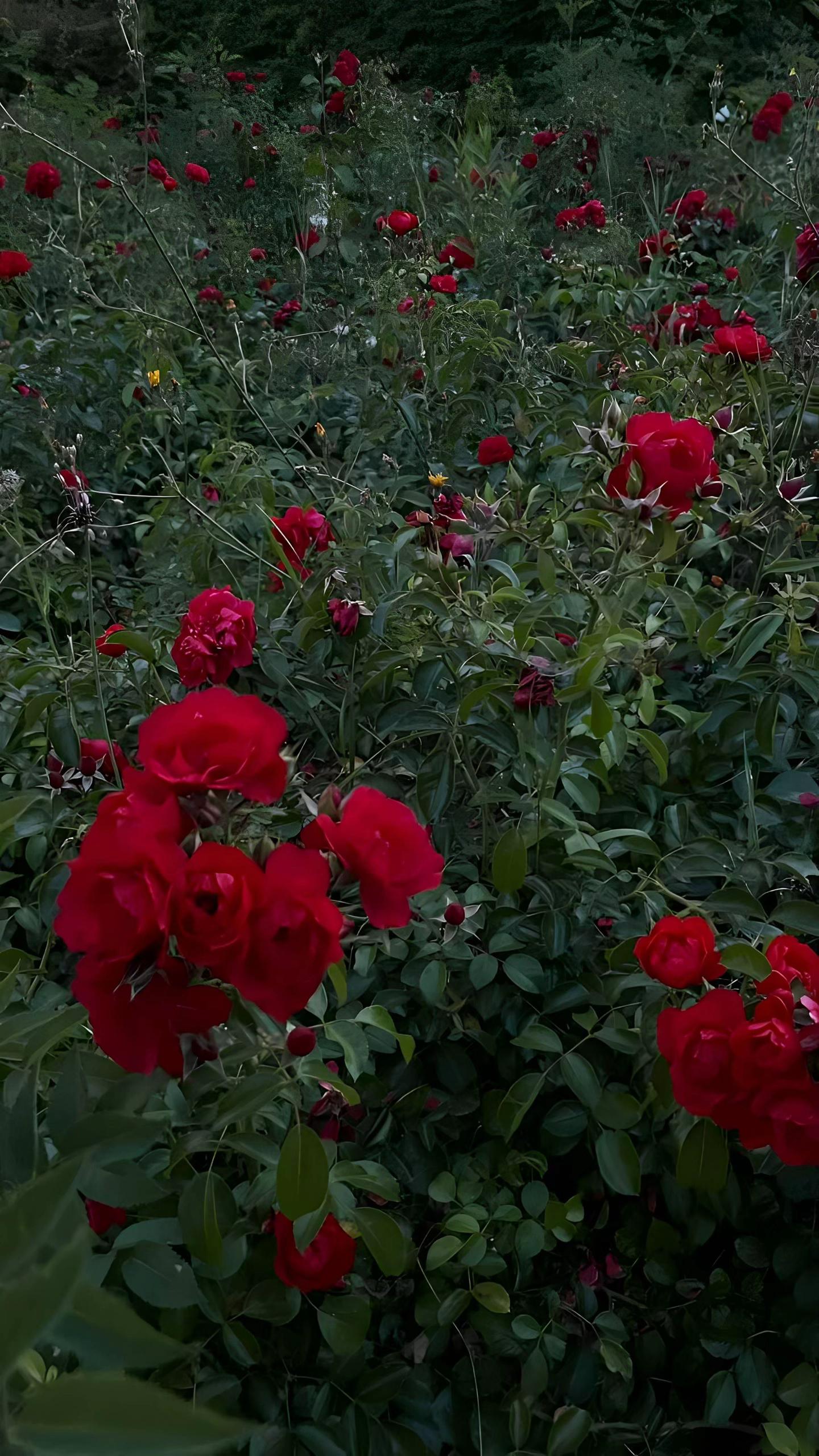 @𝐉𝐨𝐬𝐞𝐩𝐡𝐢𝐧🪽