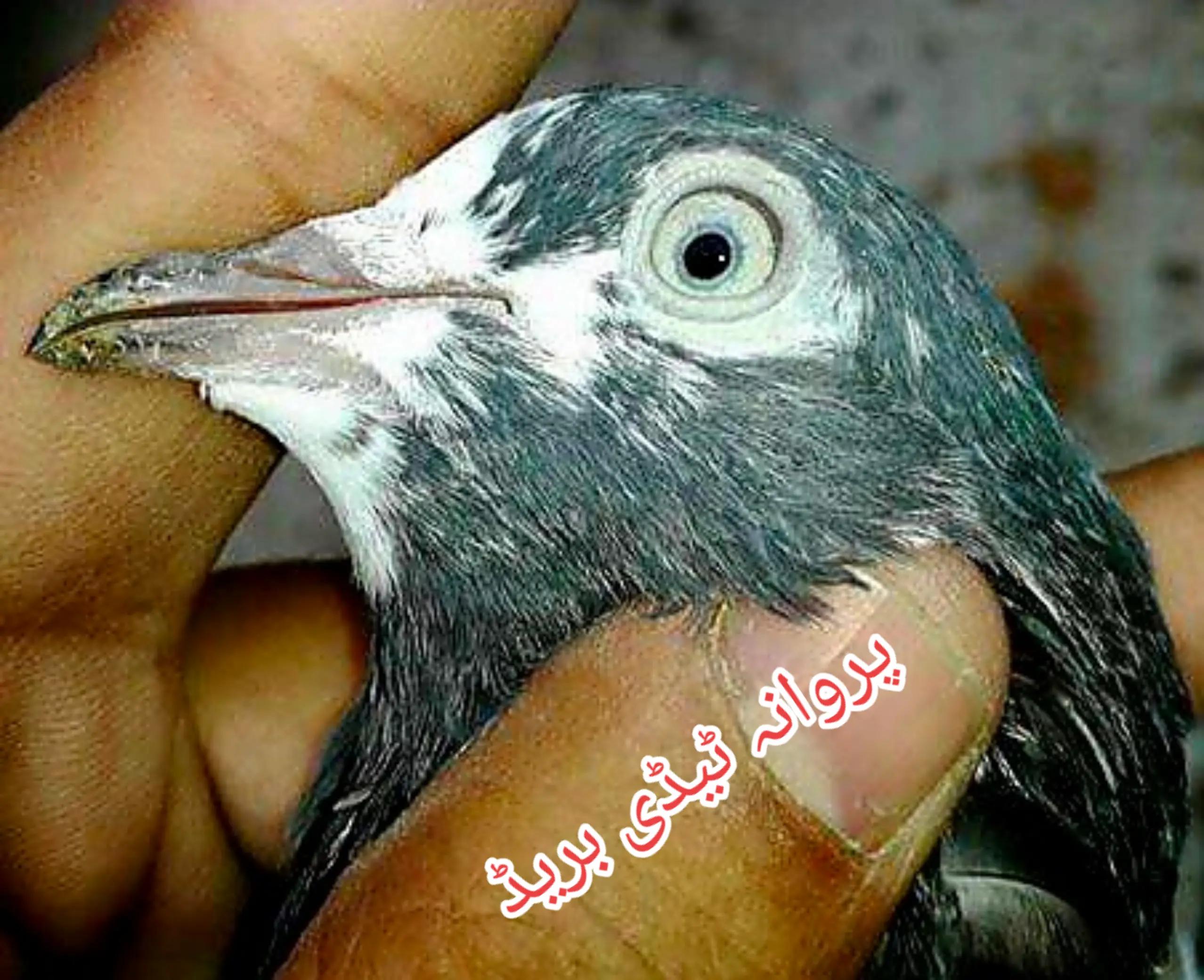 @Malik Mohkam Khokhar