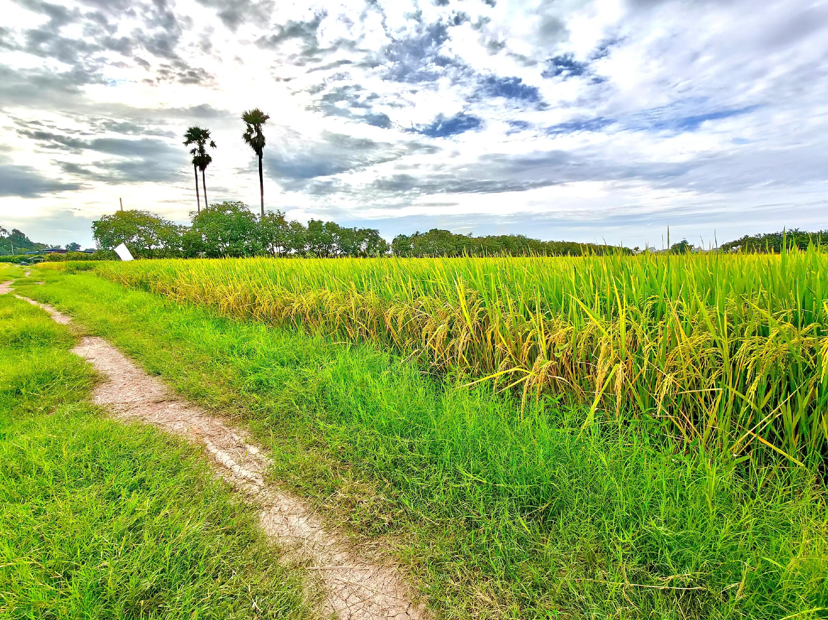 @ธัญมน🌾