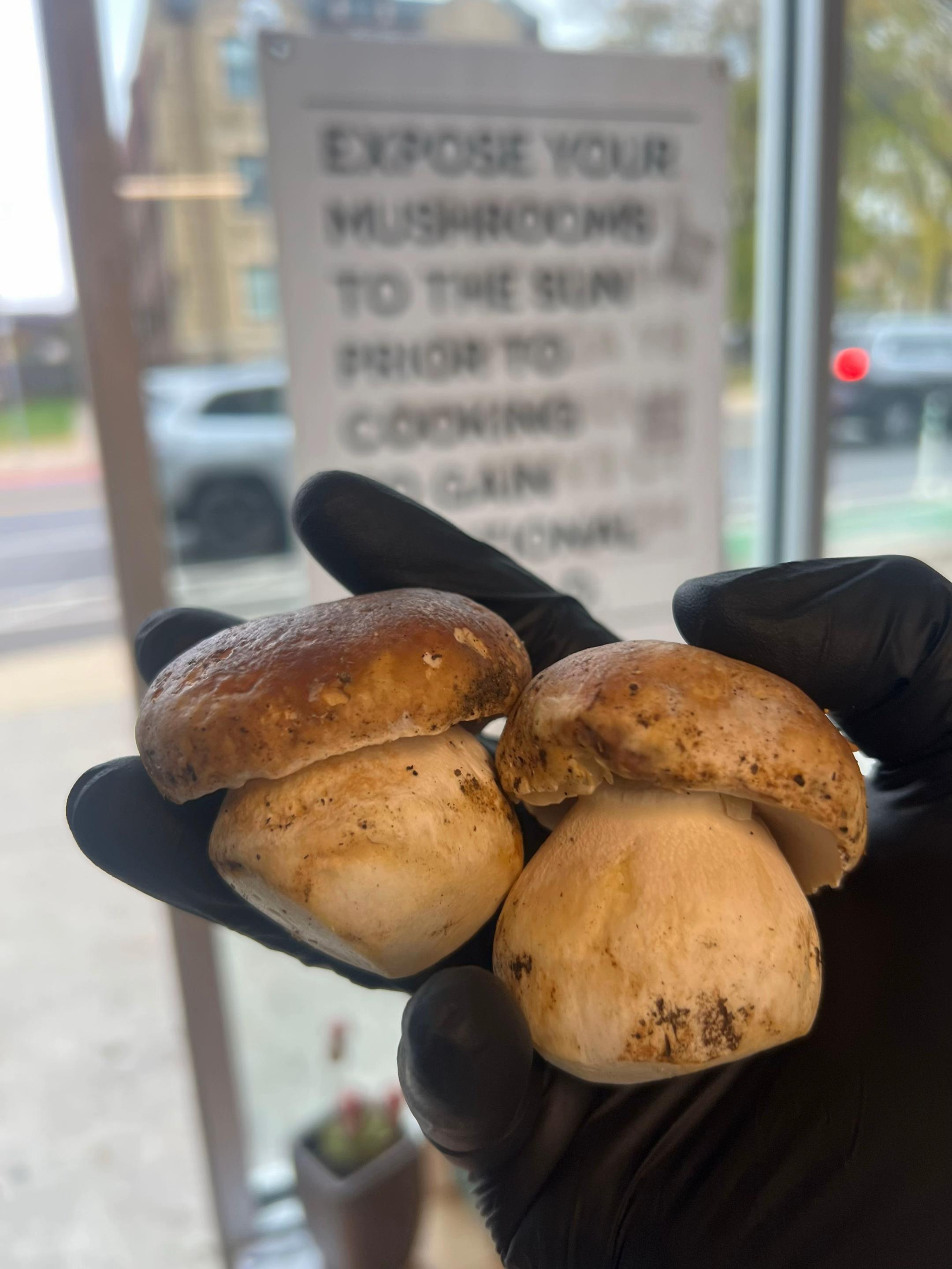 @The Mushroom Hub