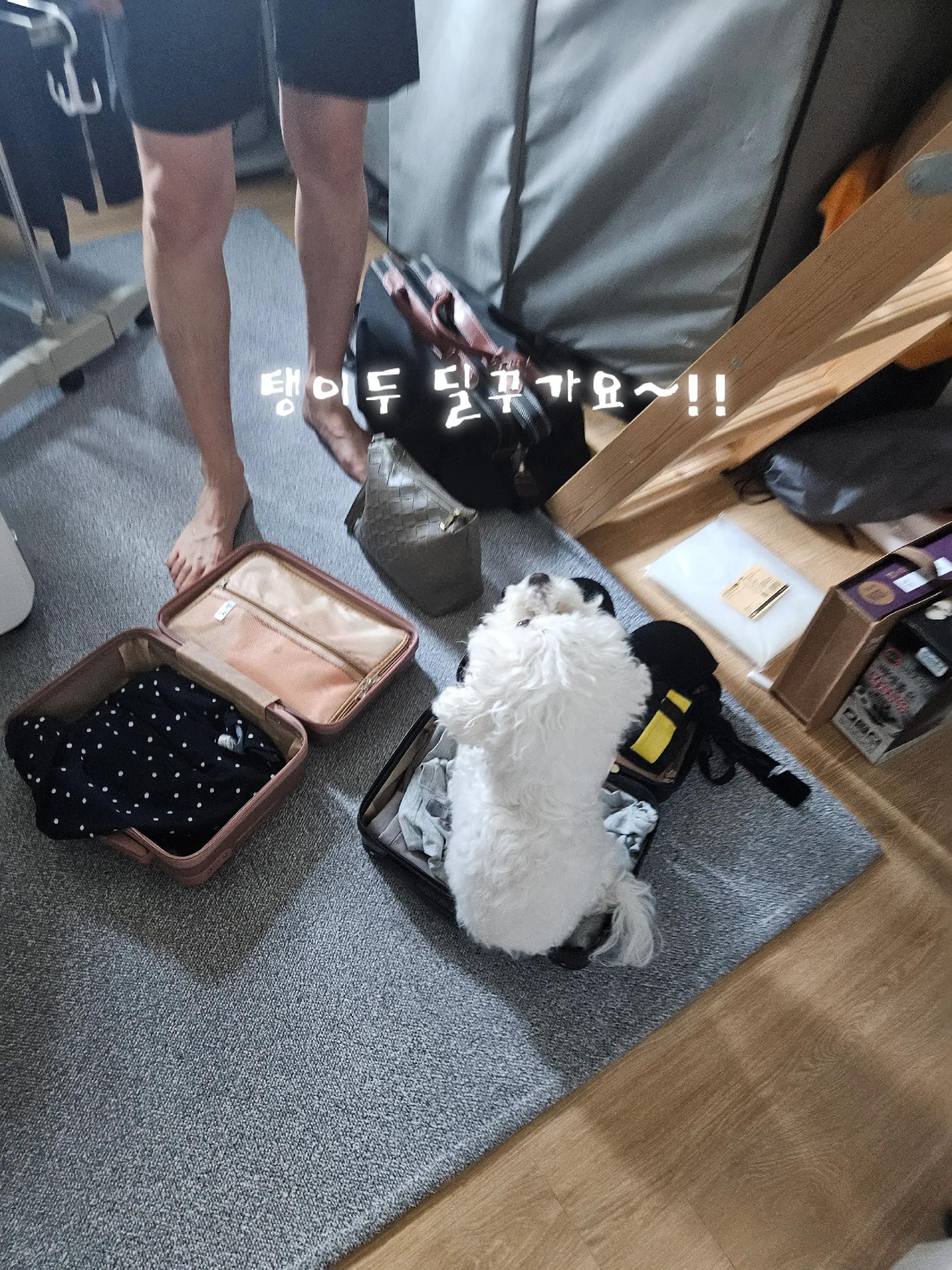 @만두탱이