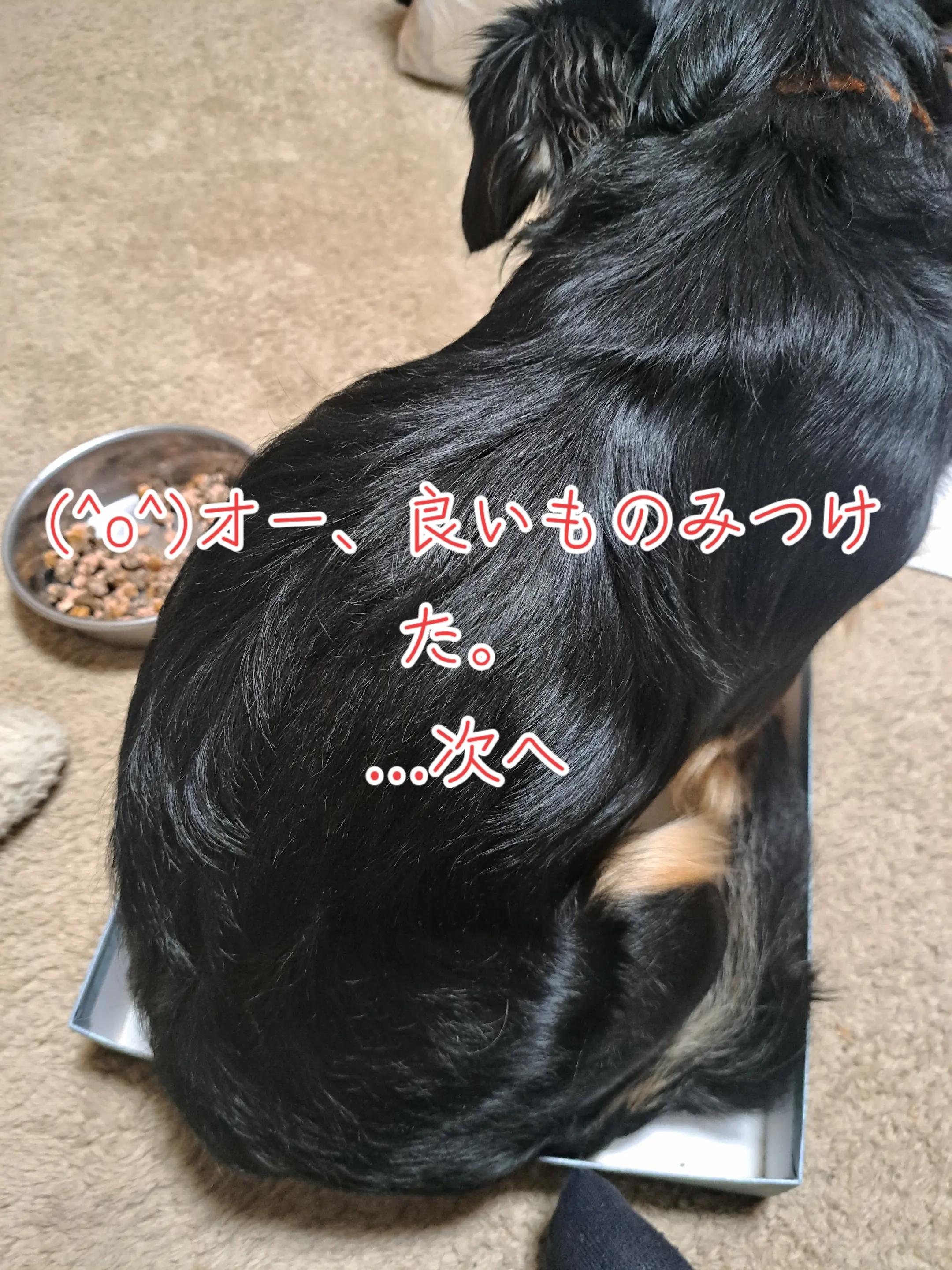 @タケヤッコ