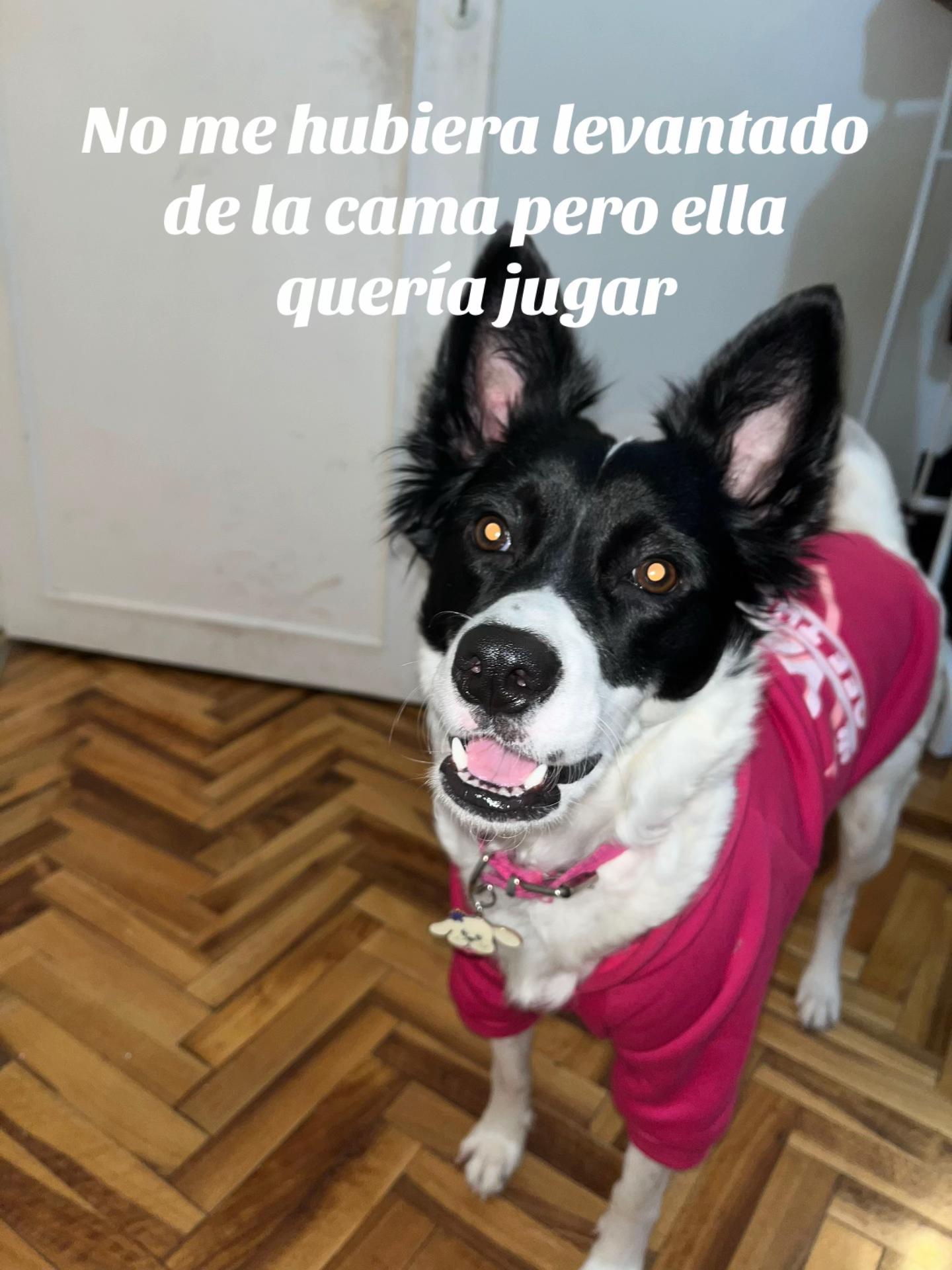 @Milu Bevacqua