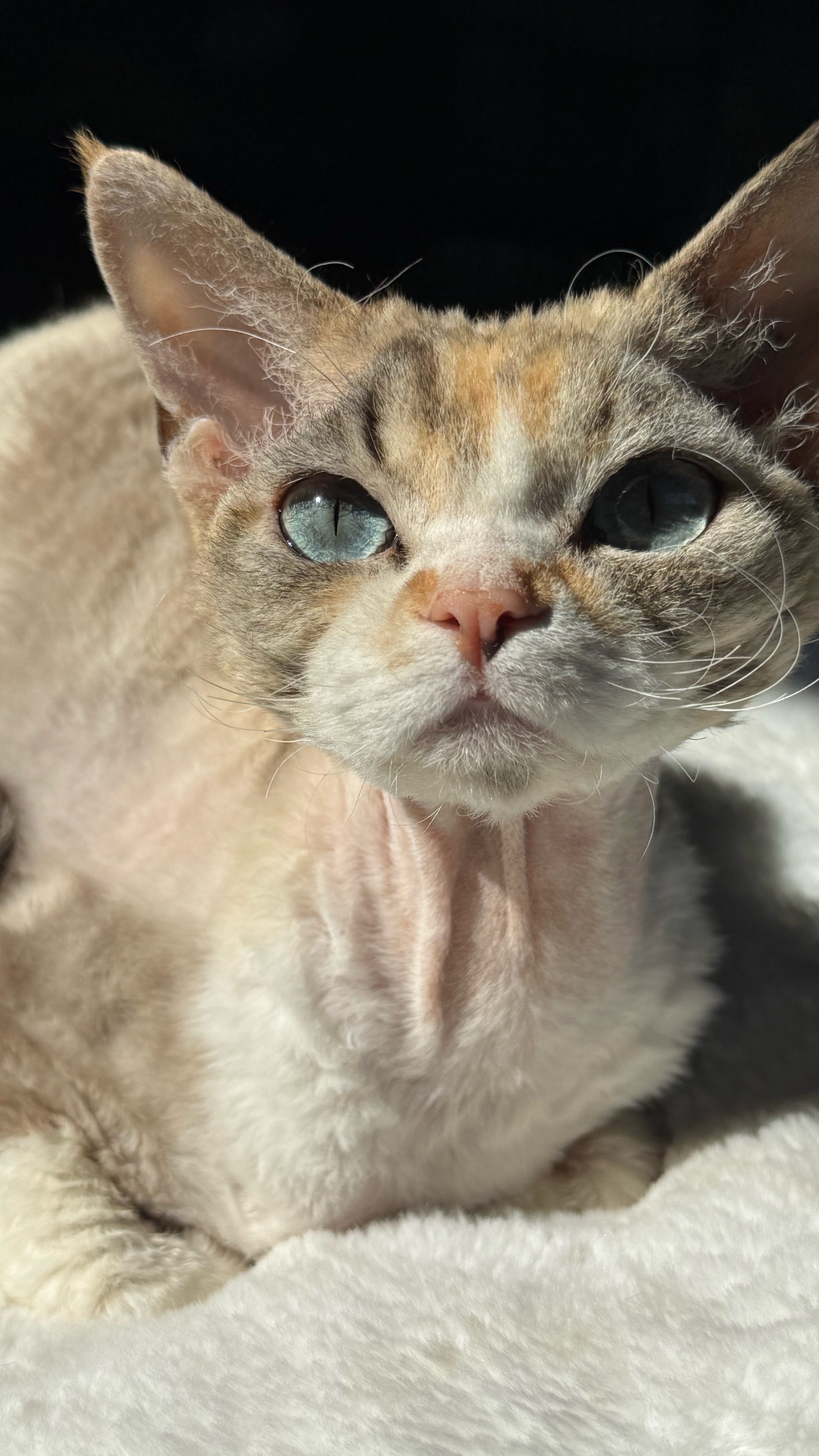 @Curlslux cattery!!🇺🇸