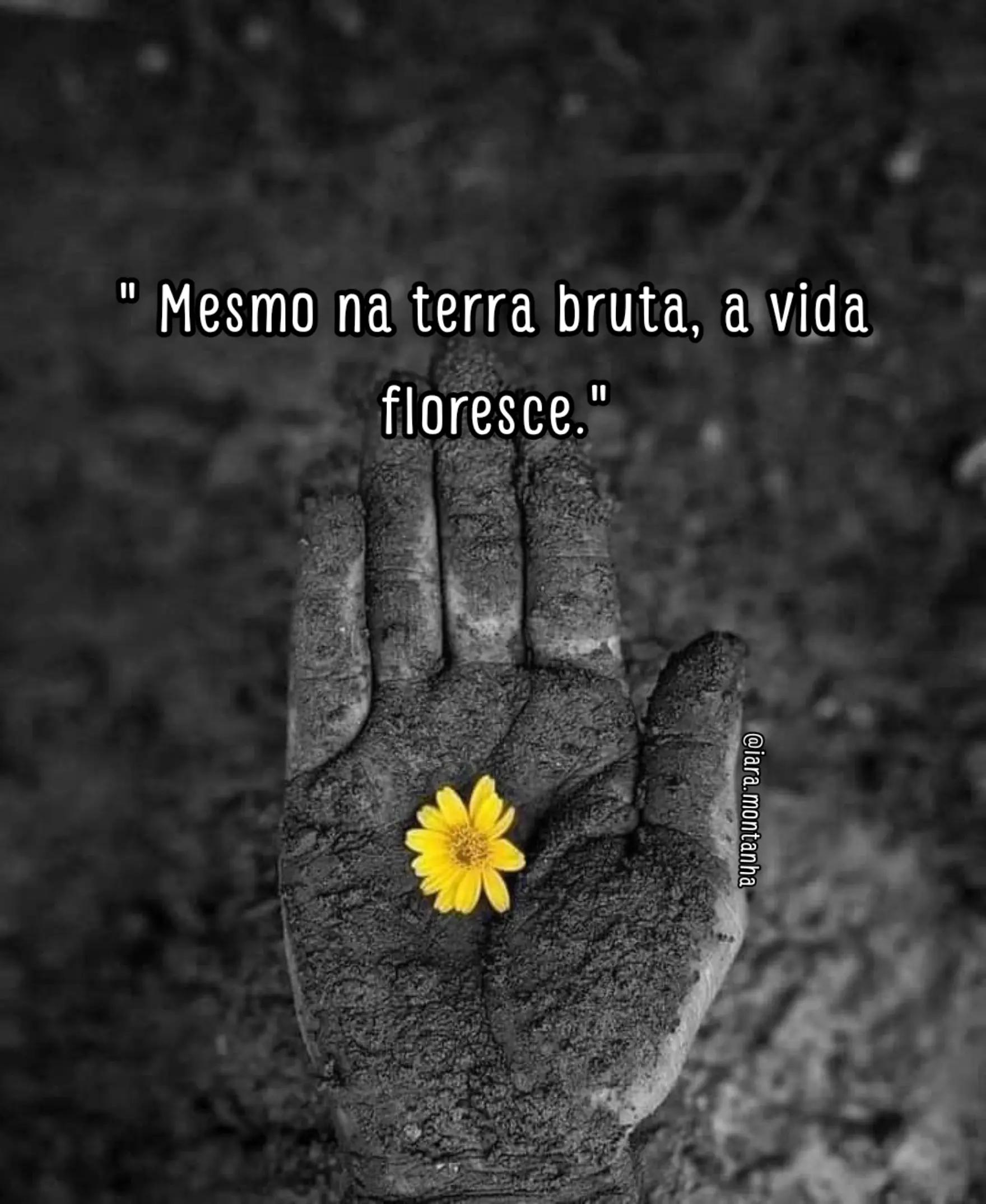 @IARA GIRASSOL