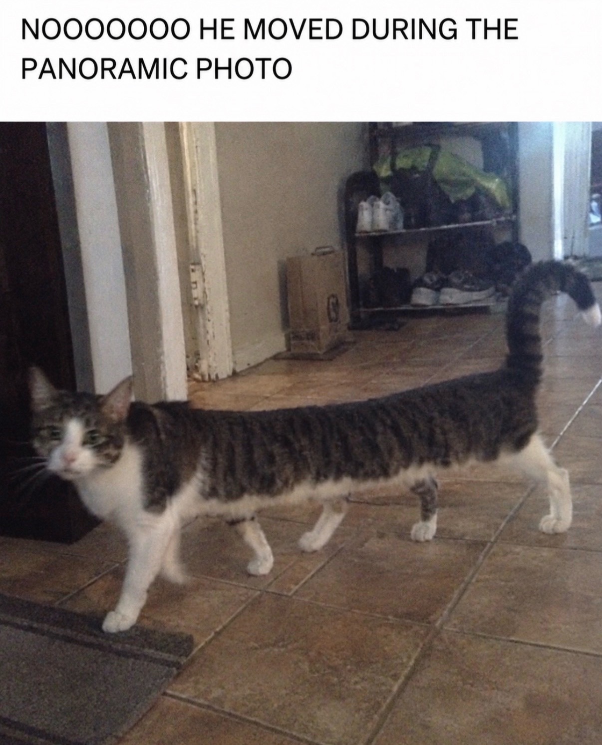 @cat memes