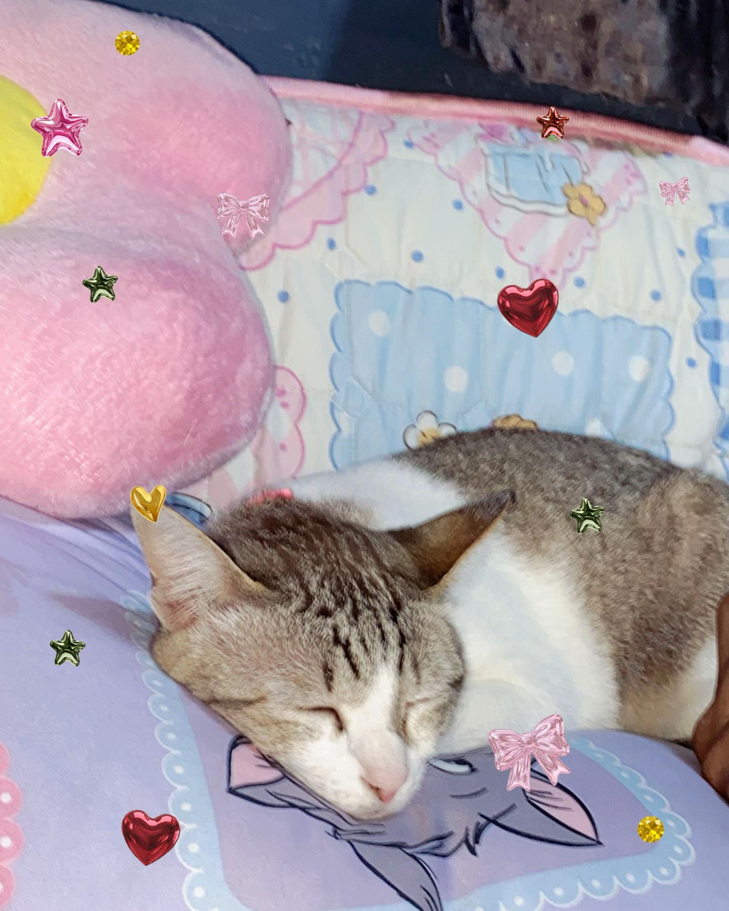 @🧧เปาเฮง🧧รีวิวแมว🐱