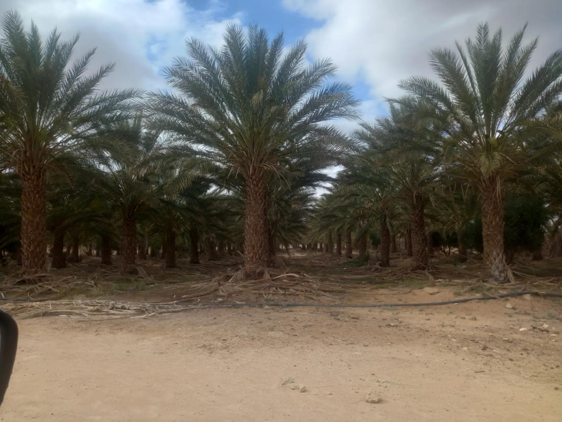 @الشر219يف