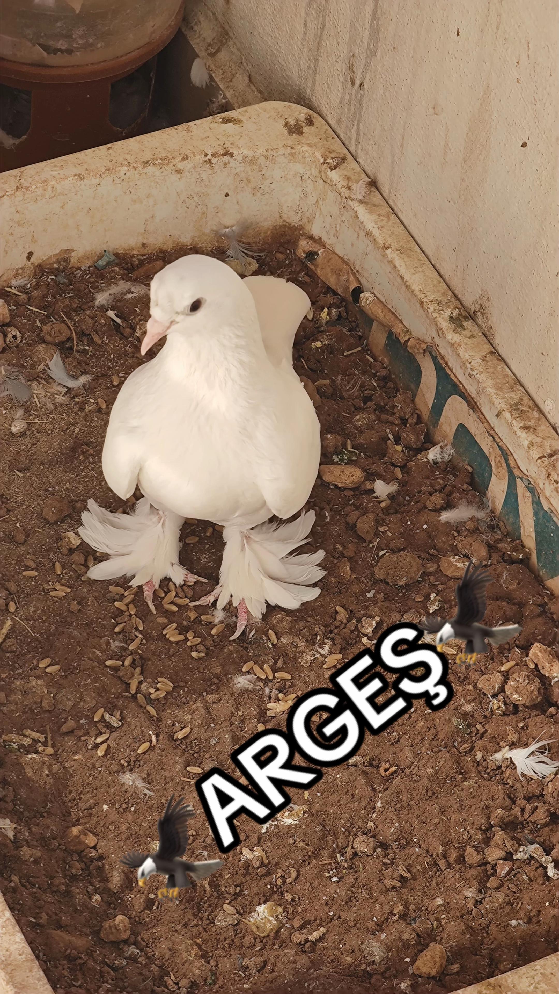 @47 argeş