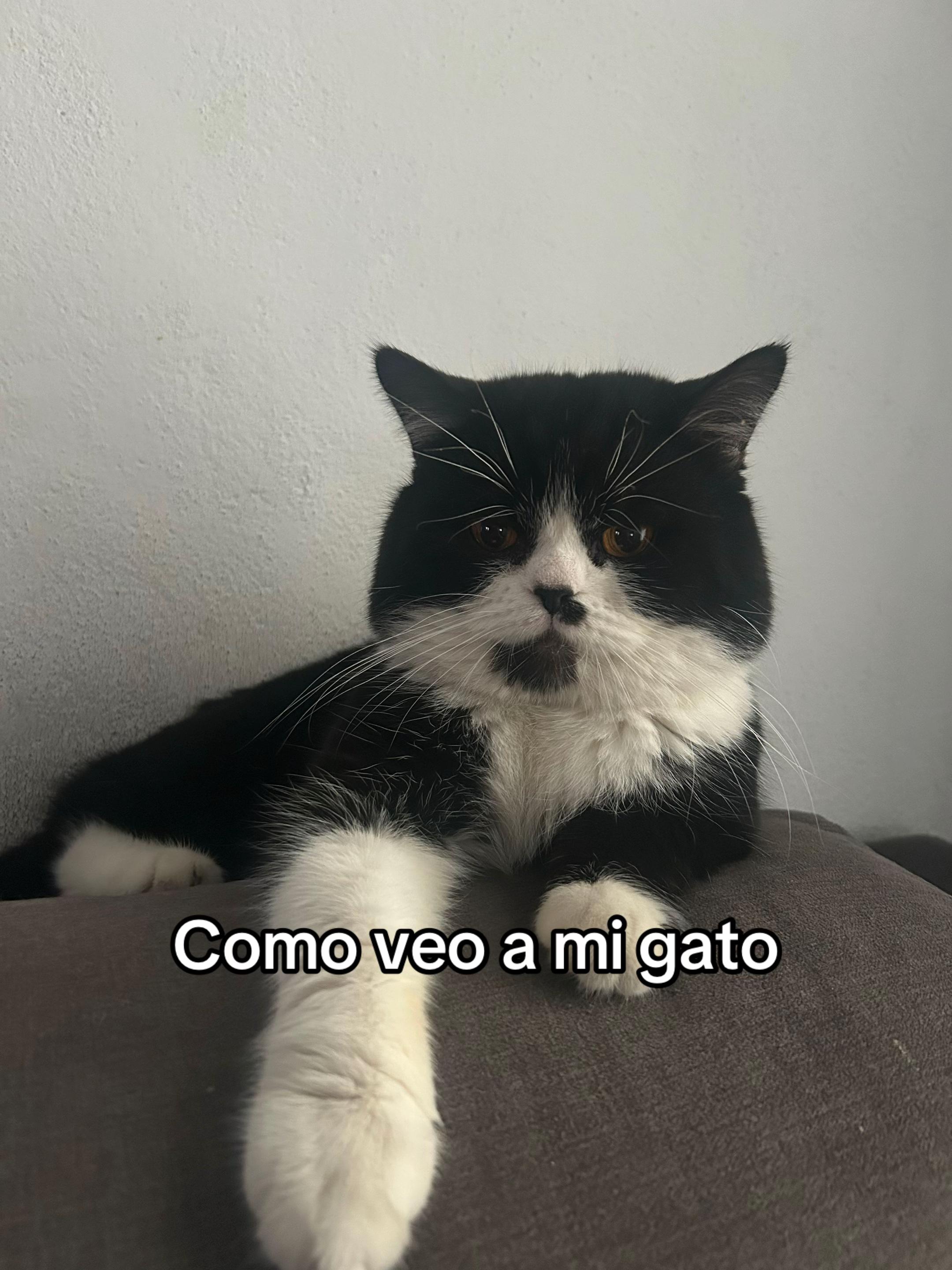 @Chat&Oro
