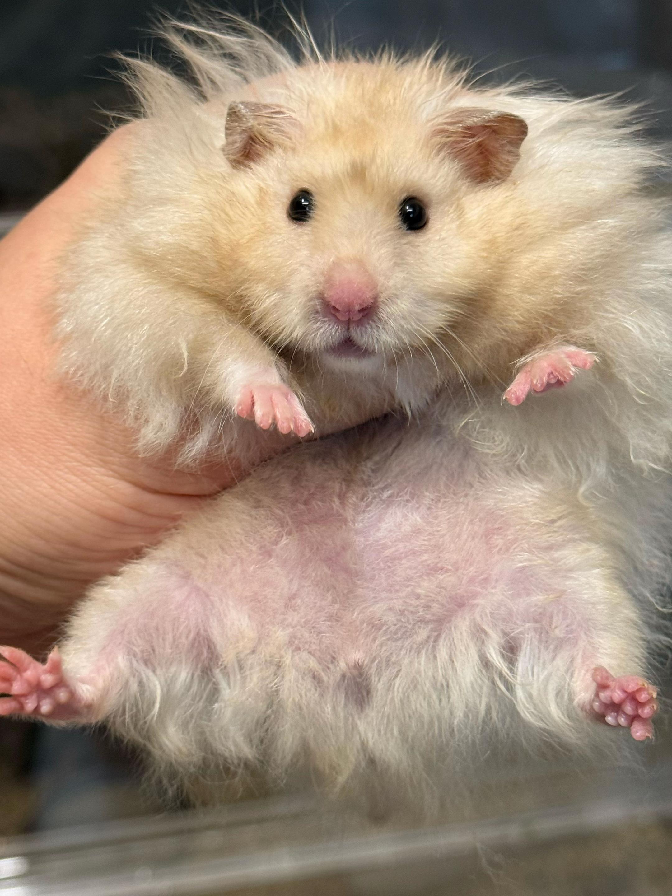 @Itsara Hamster