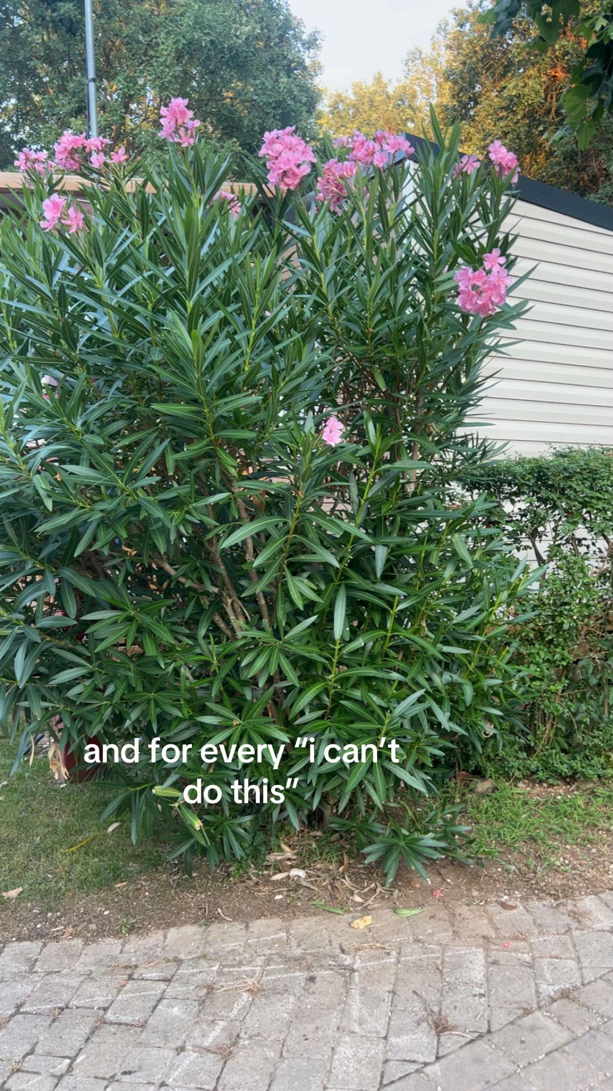 @𝑎 𝑜 𝑖 𝑓 𝑒 ꨄ