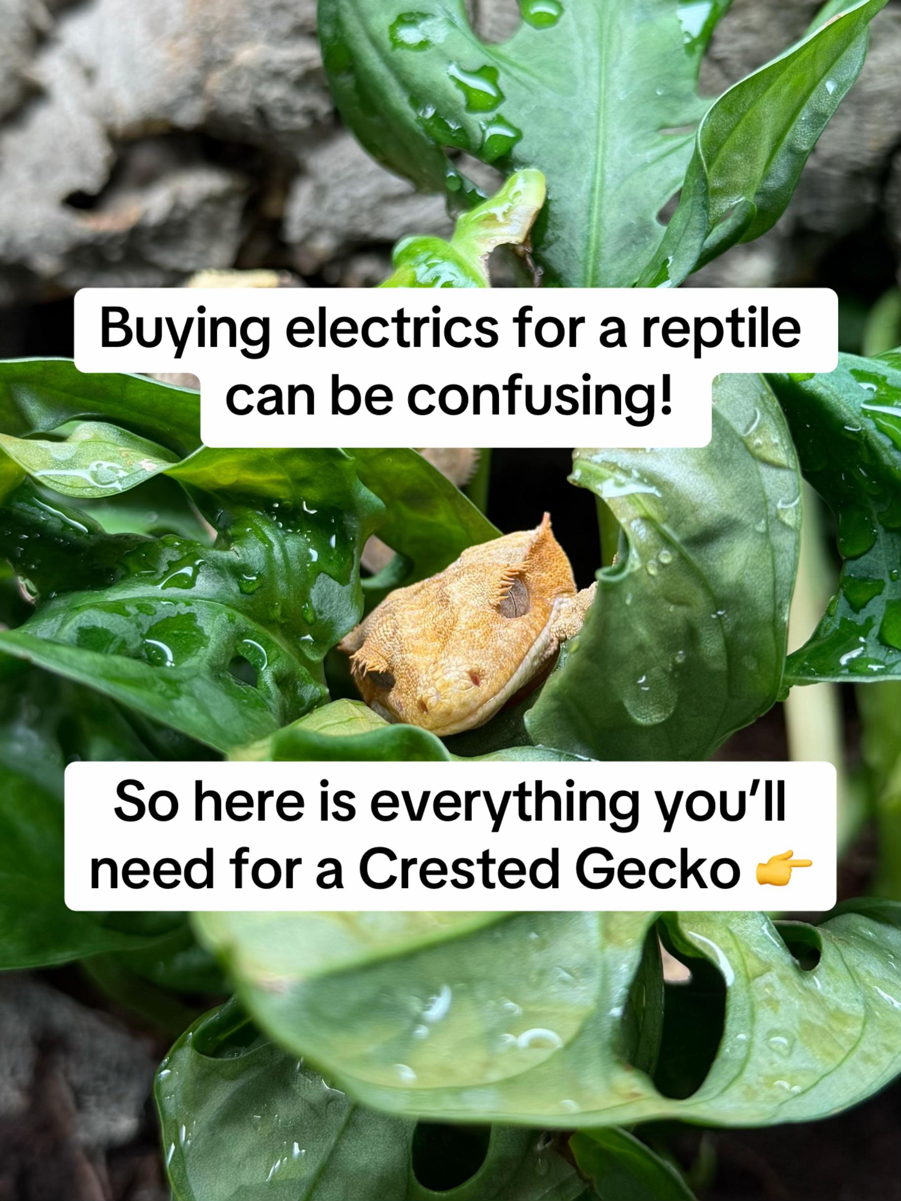 @Reptiles By Post