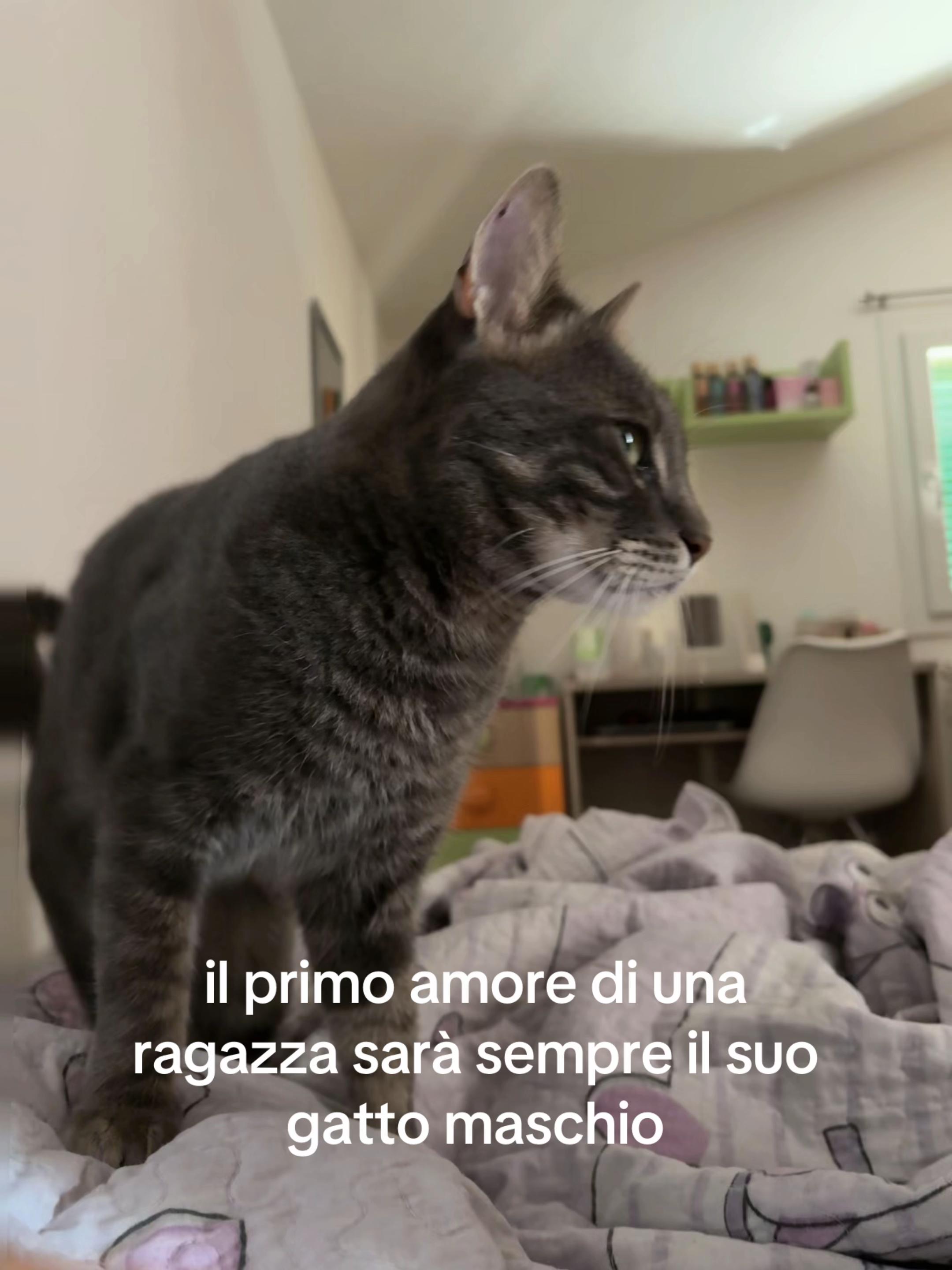 @siamobravecomeilpane