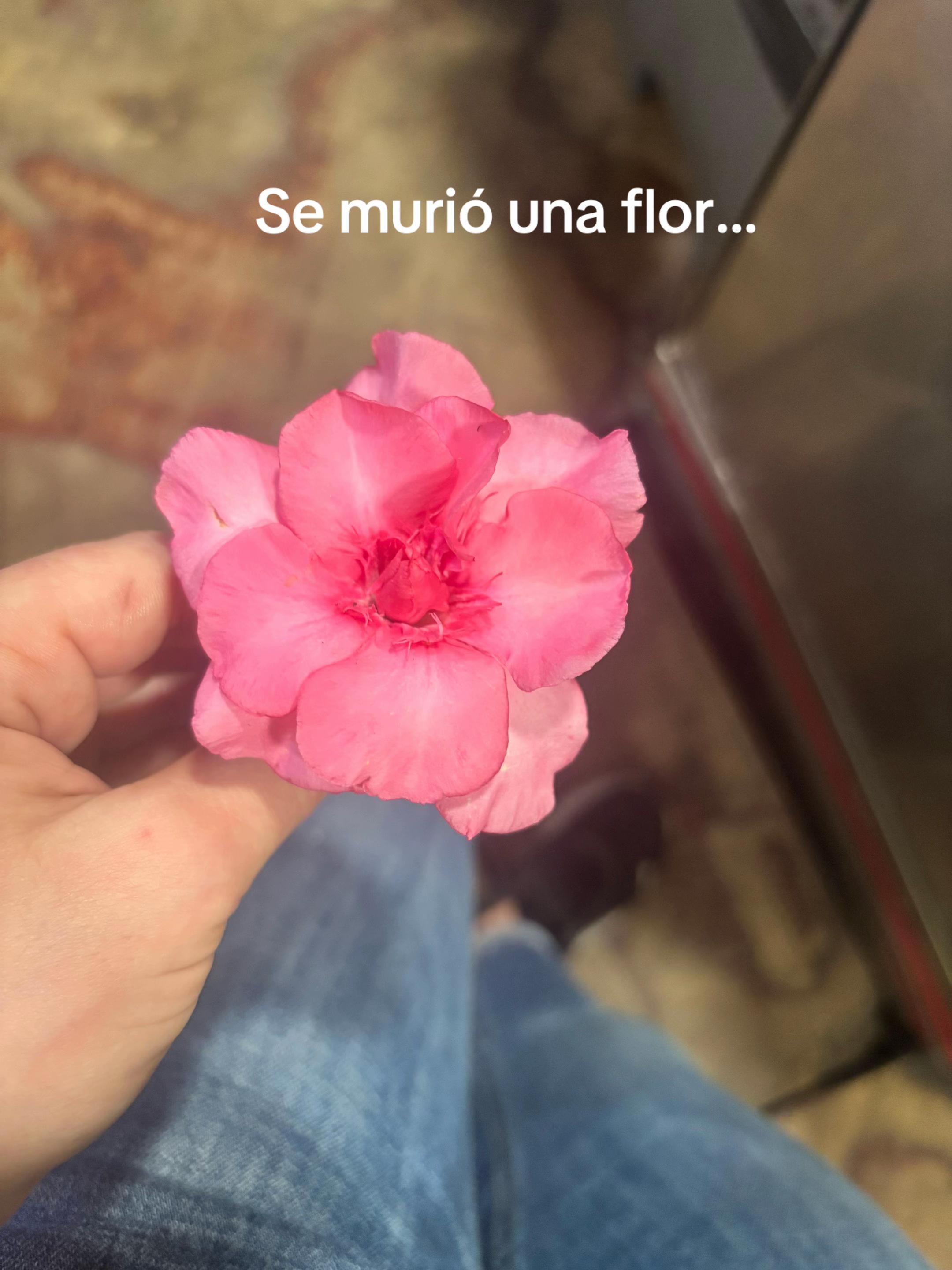 @Esperando A Mi Oxitoo 🕊️⛓️💥