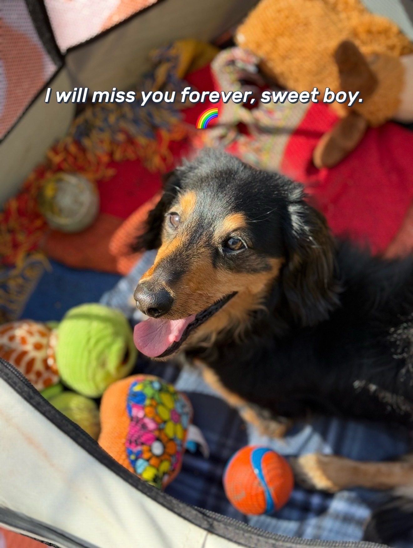@Henry the mini dachshund