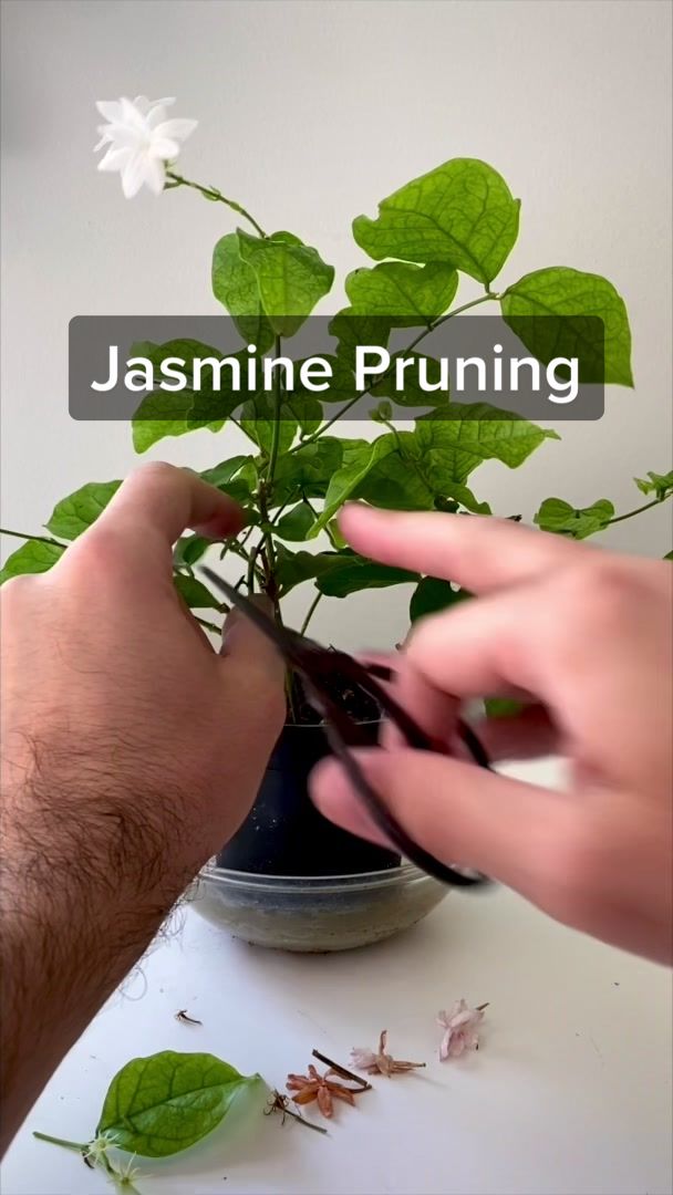 @Plant Daddy Podcast