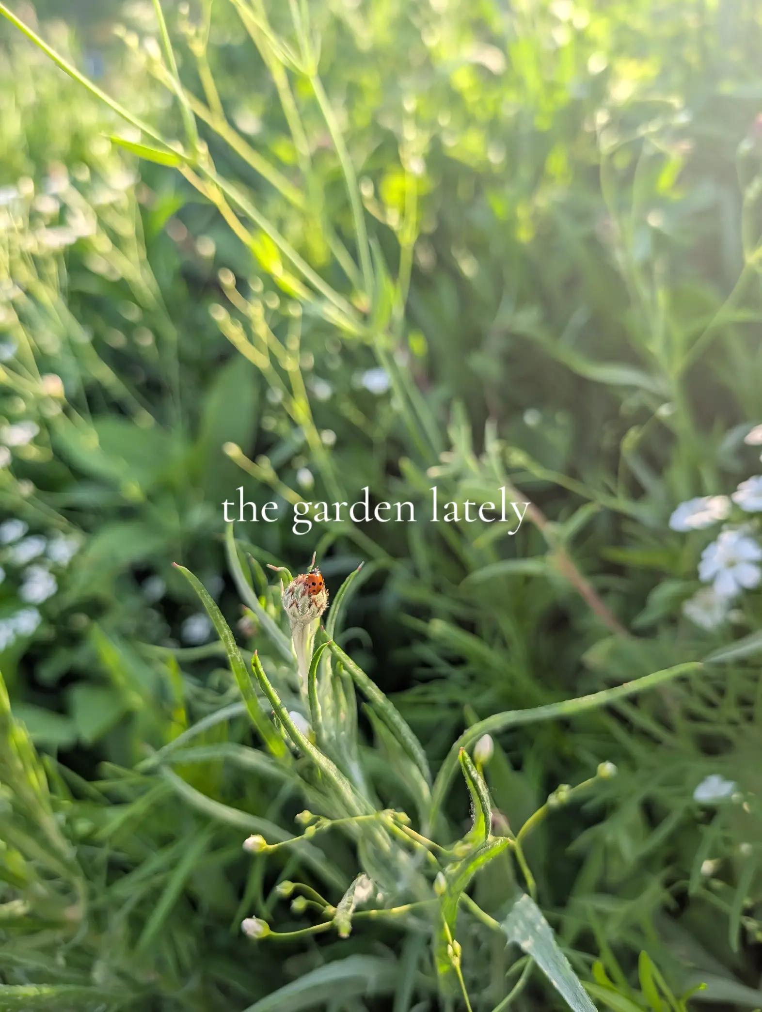 @Unruly Roots Homestead- Ashley
