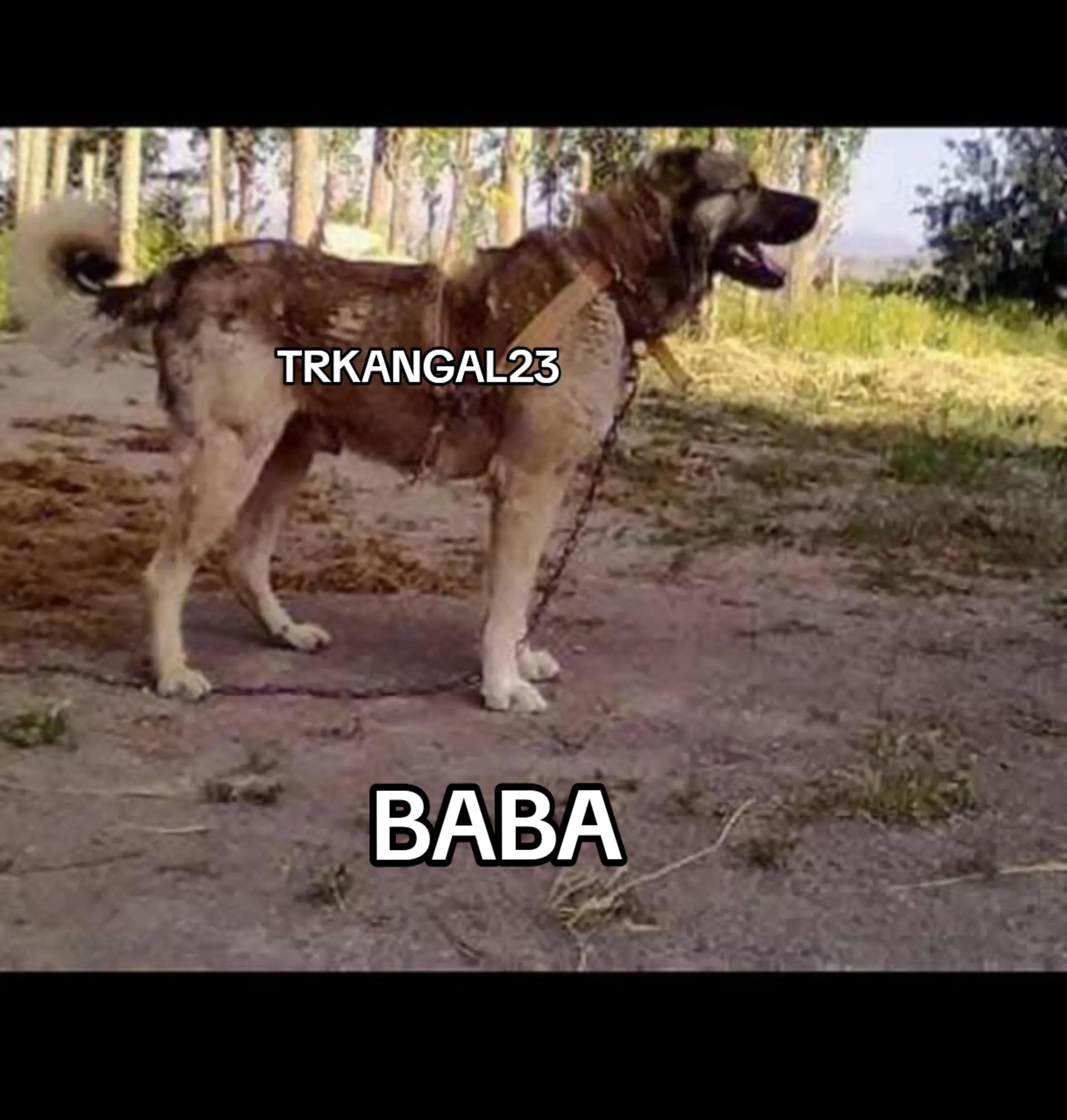 @🏆 TRKANGAL23 🏆