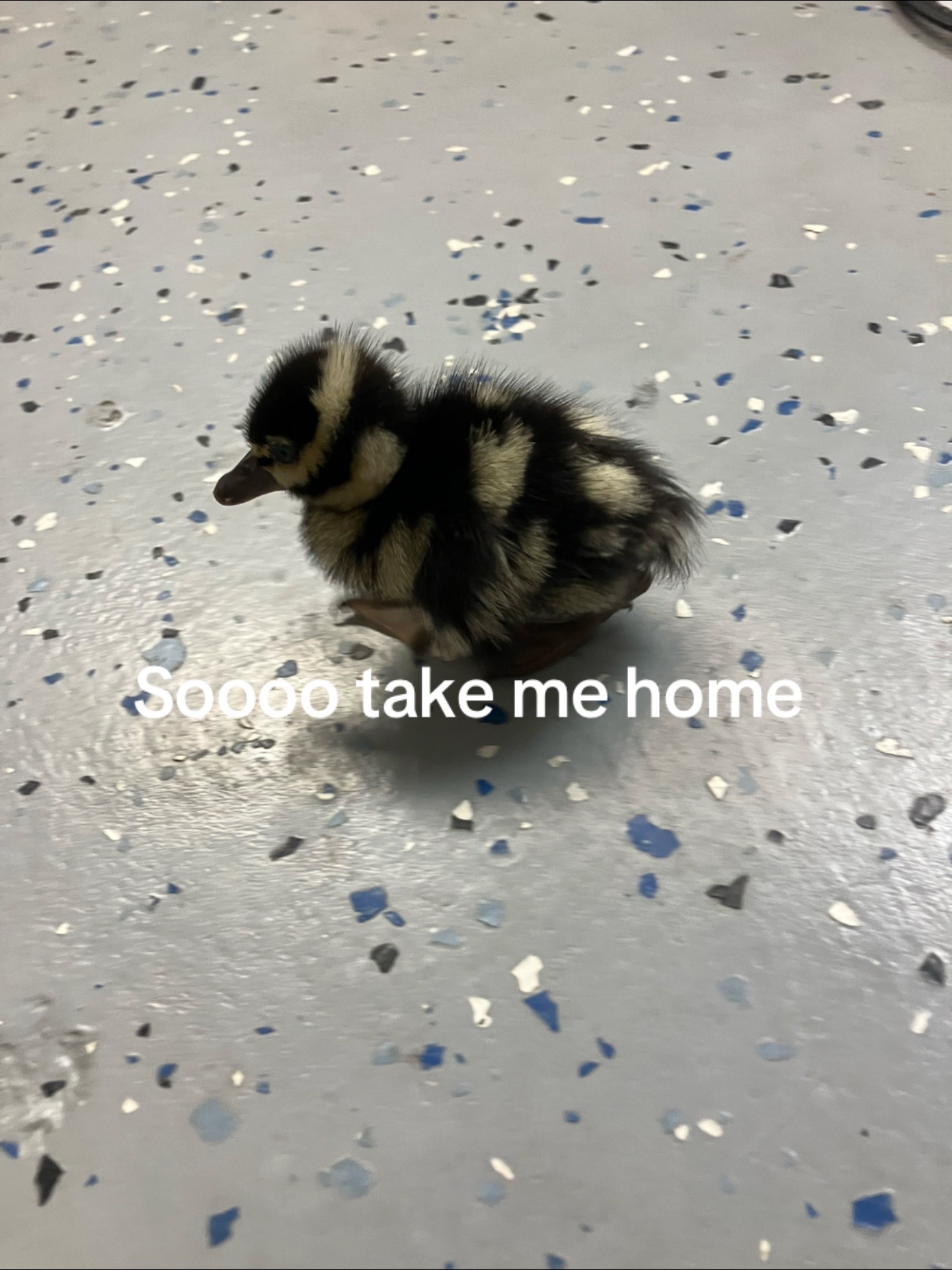 @Unknown_avah🌀💧🧊🐬💙🦕🐦🫐❄️