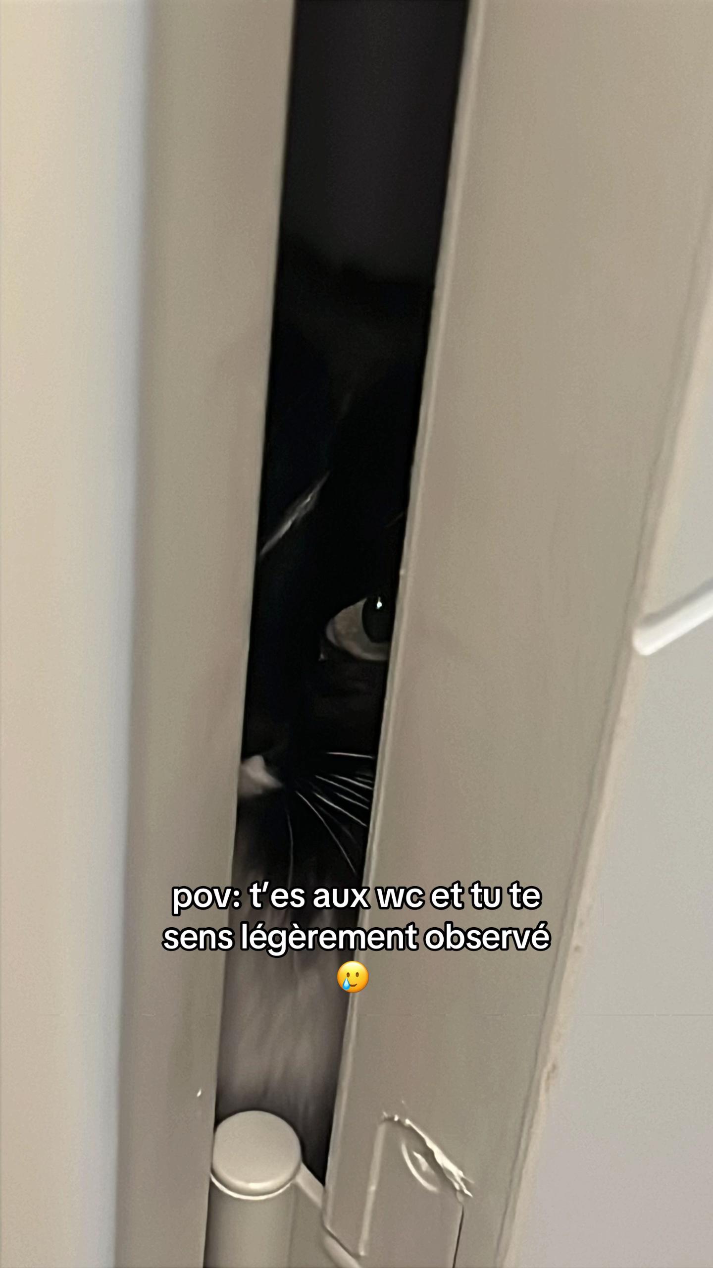 @Jade 🐱