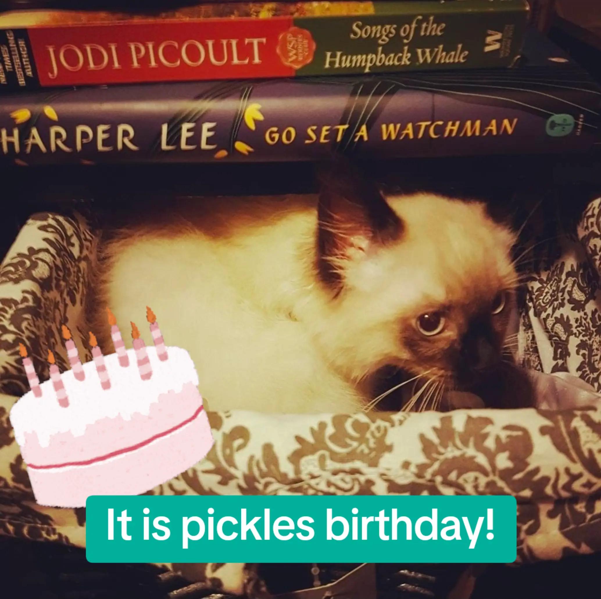 @PicklesTheCat2
