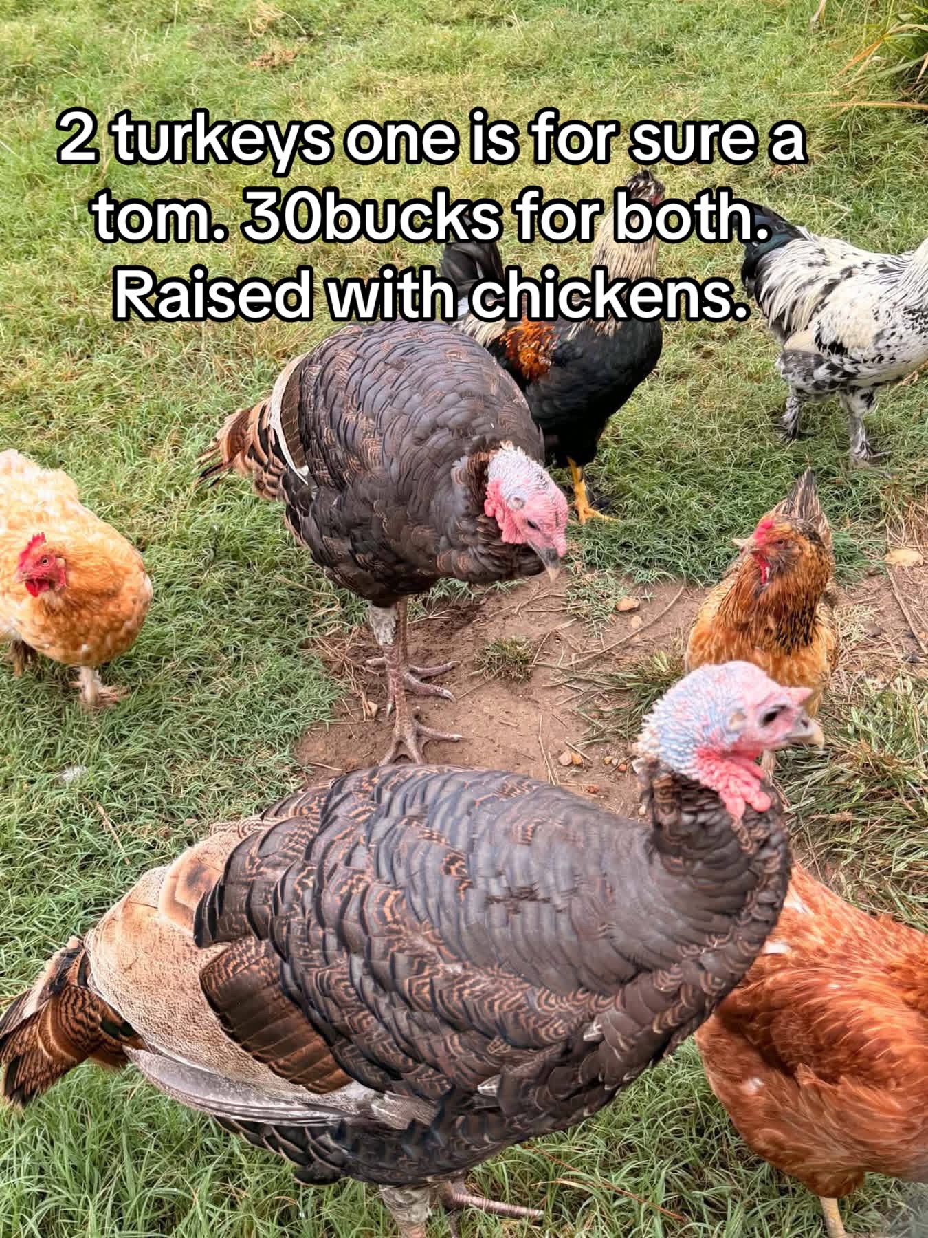 @Matthew’s Feathered Farm