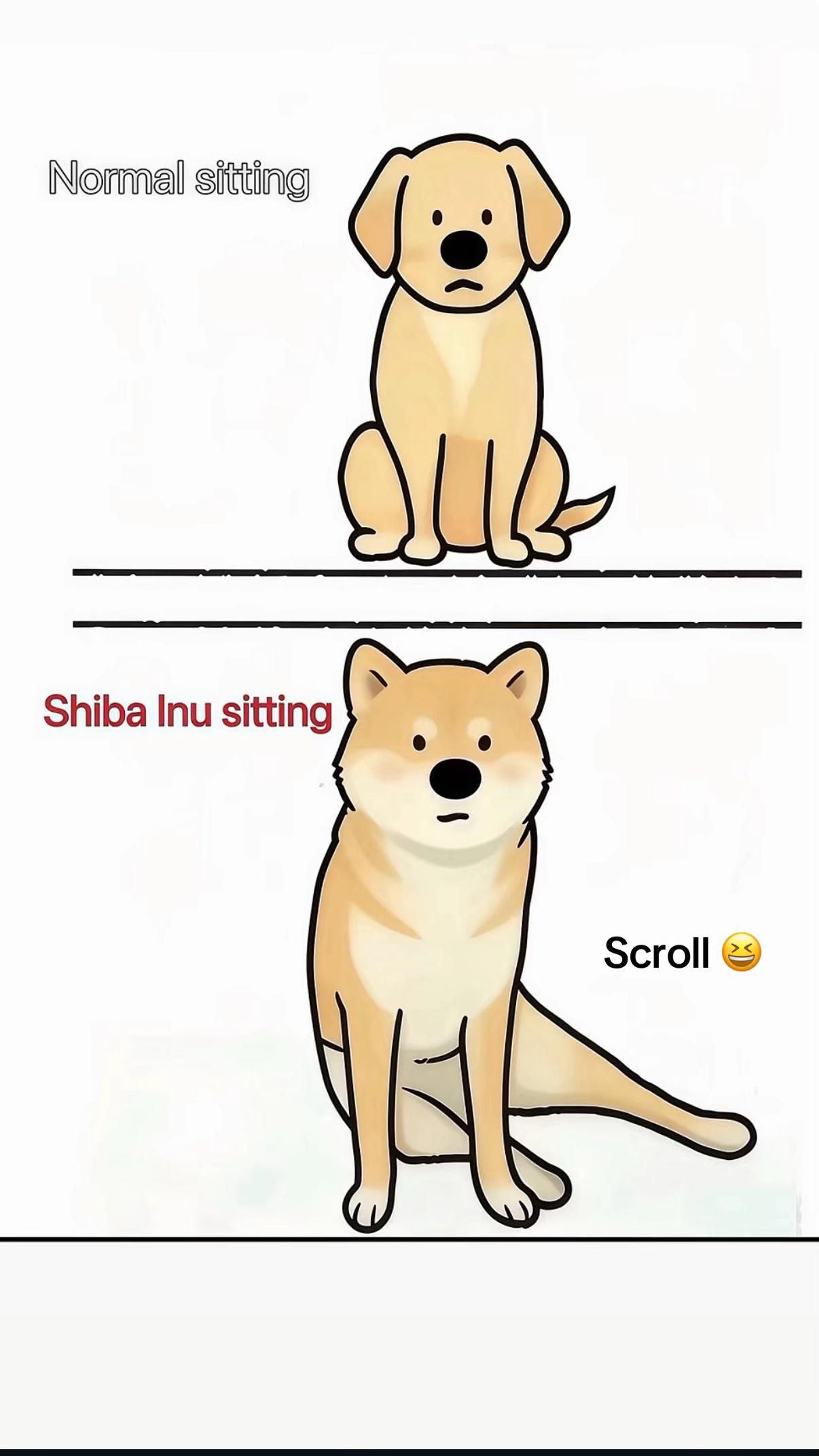 @Kenzo the Shiba