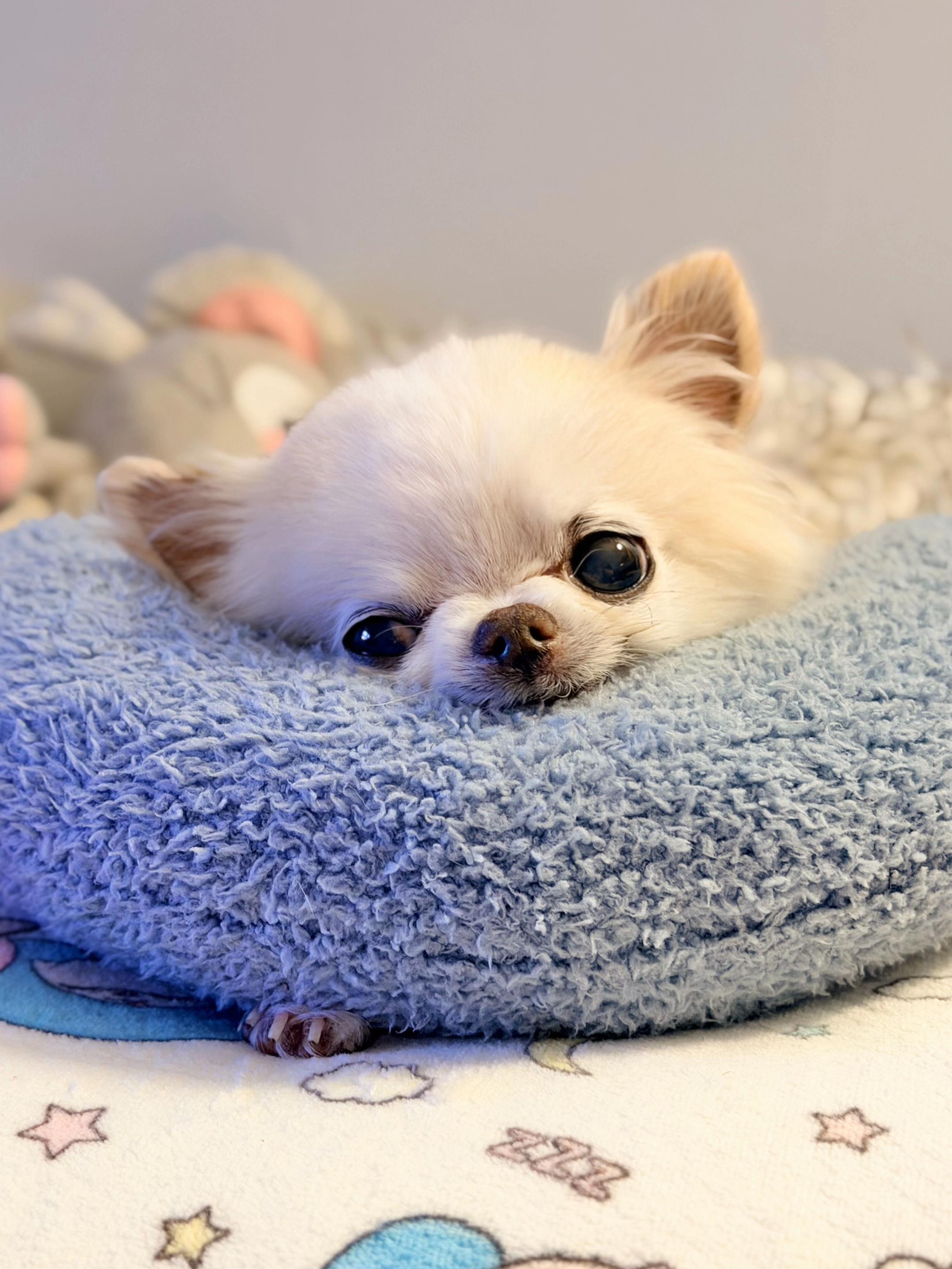 @Tiny Chihuahua Cedric & Maya