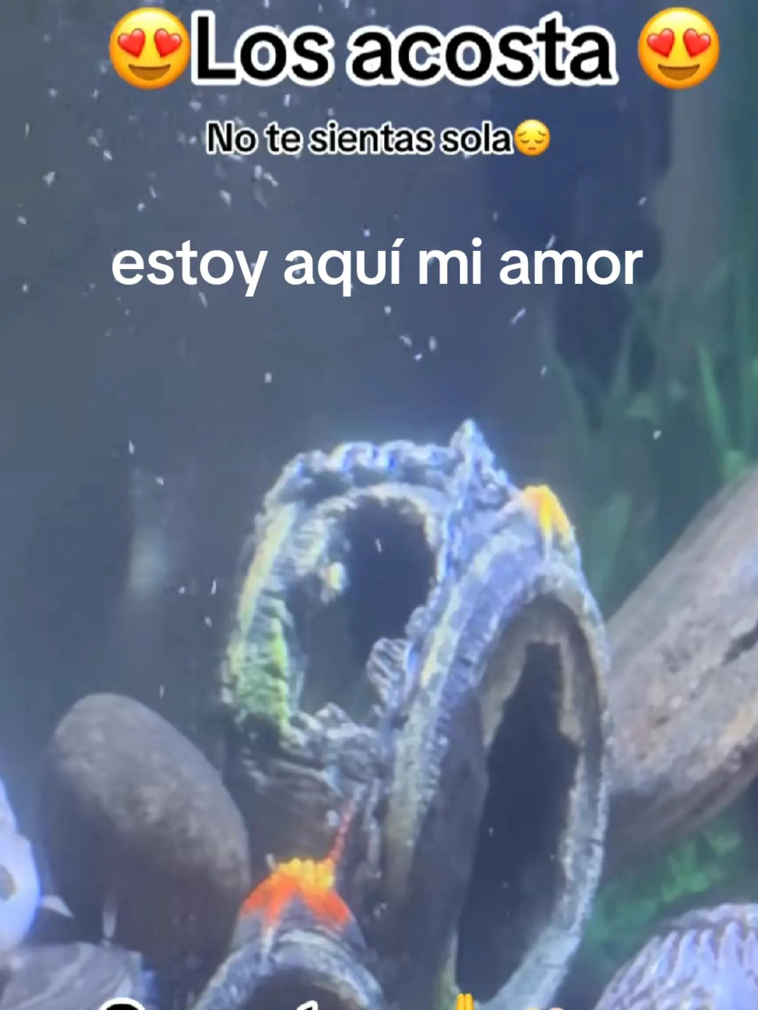 @❤️❤️Jose❤️😍 Ortega😘😘 amor