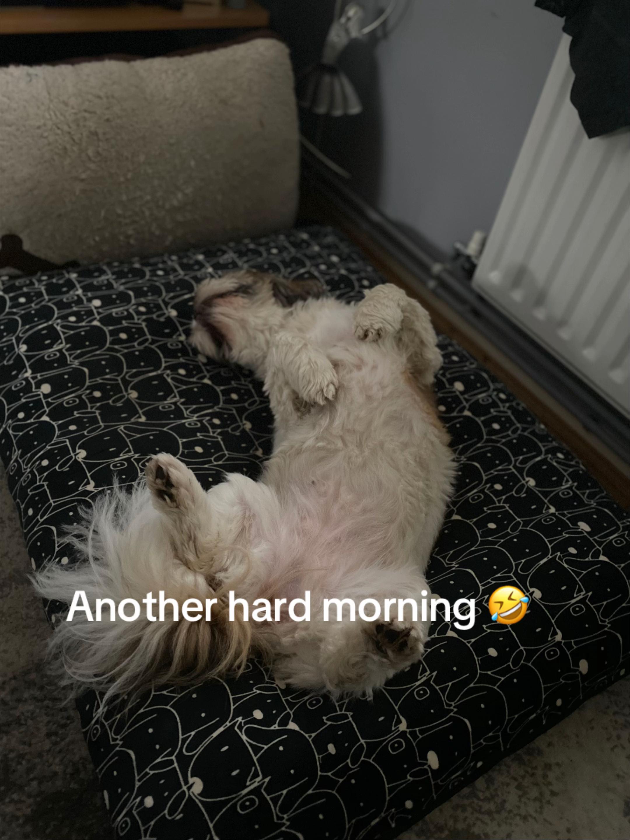 @Dotty and Daisy Shihtzu