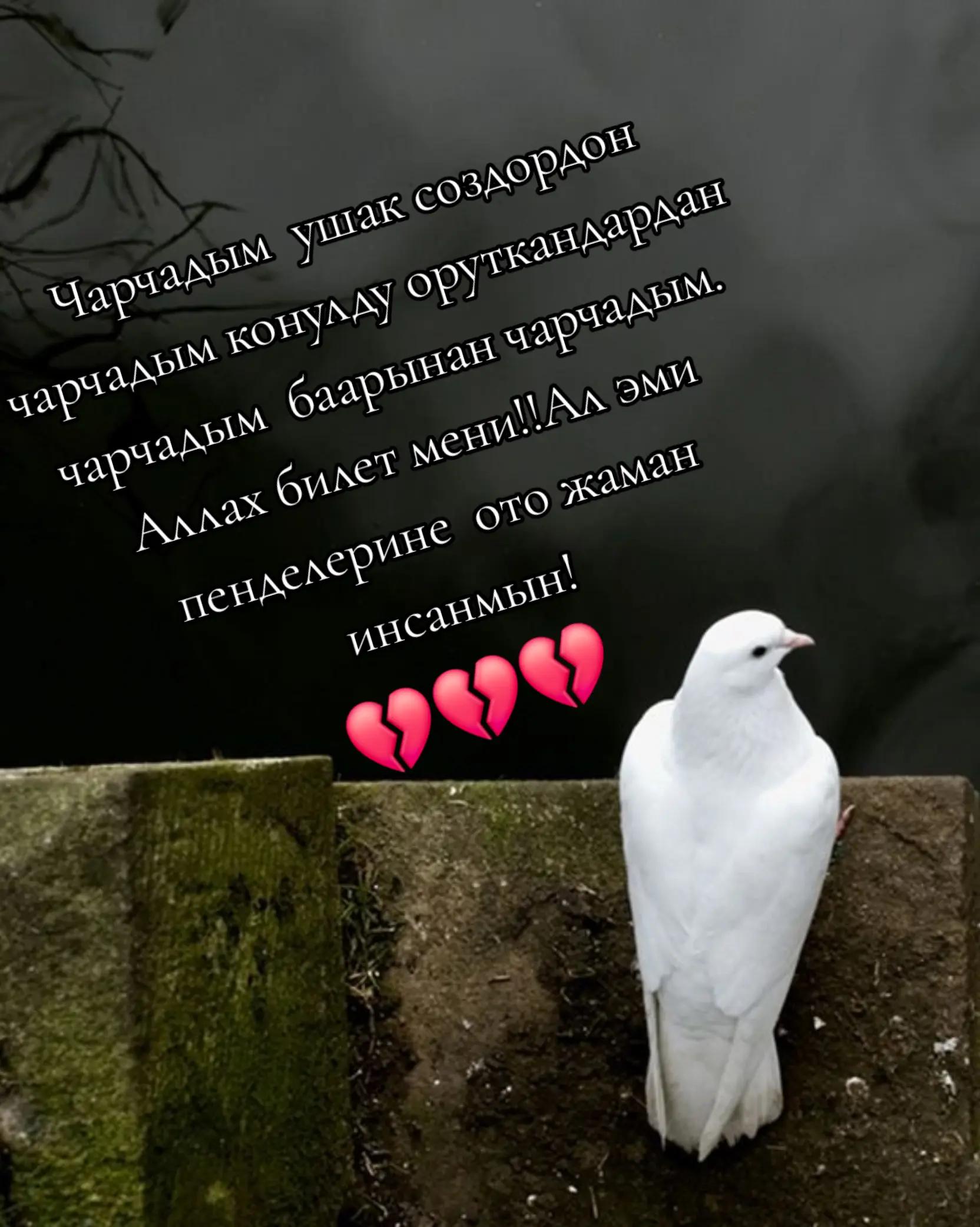 @🥀Сезим 💘мн💘ойнобо🥀