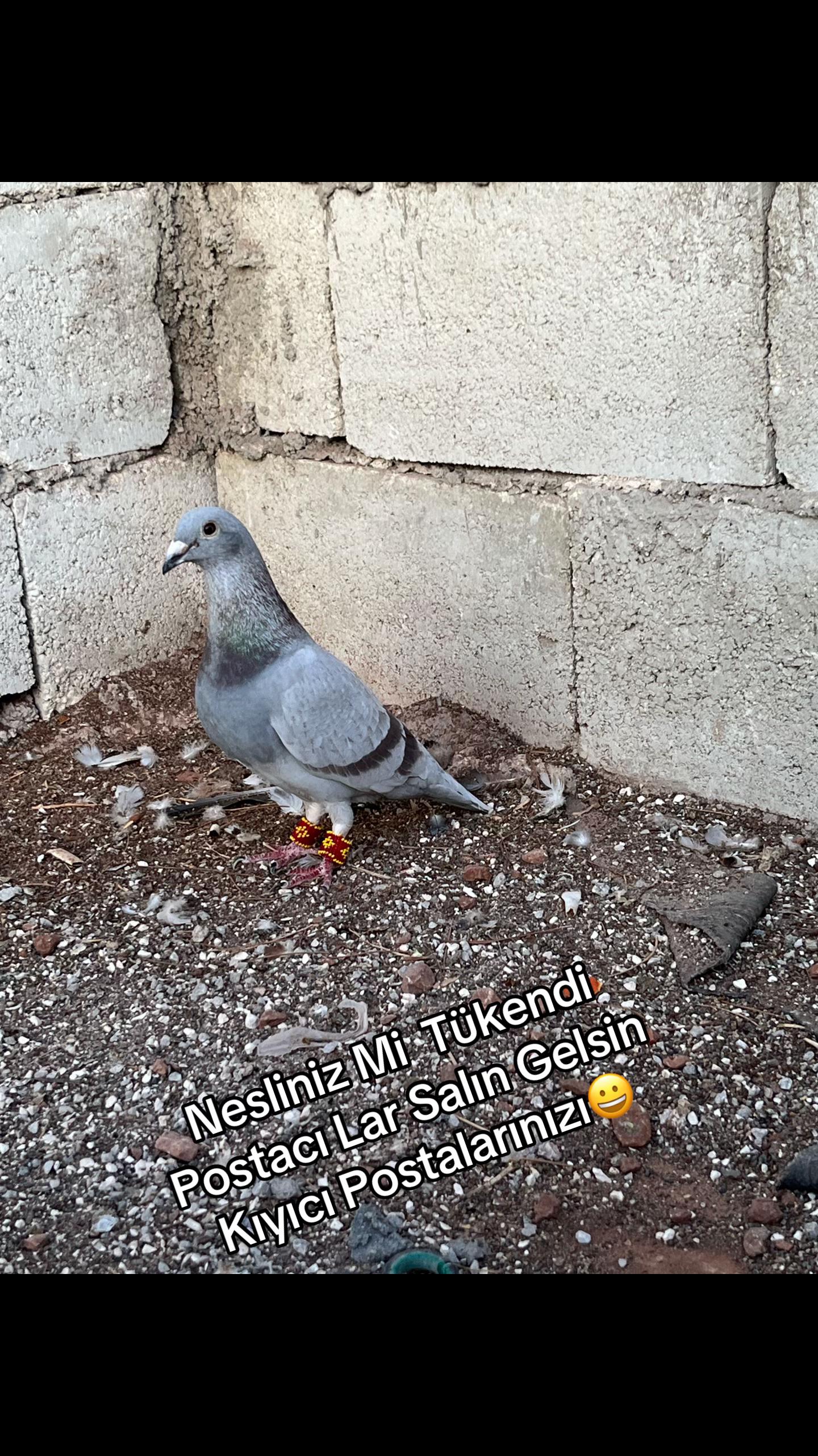 @⚜️Postacı kardeşler ⚜️