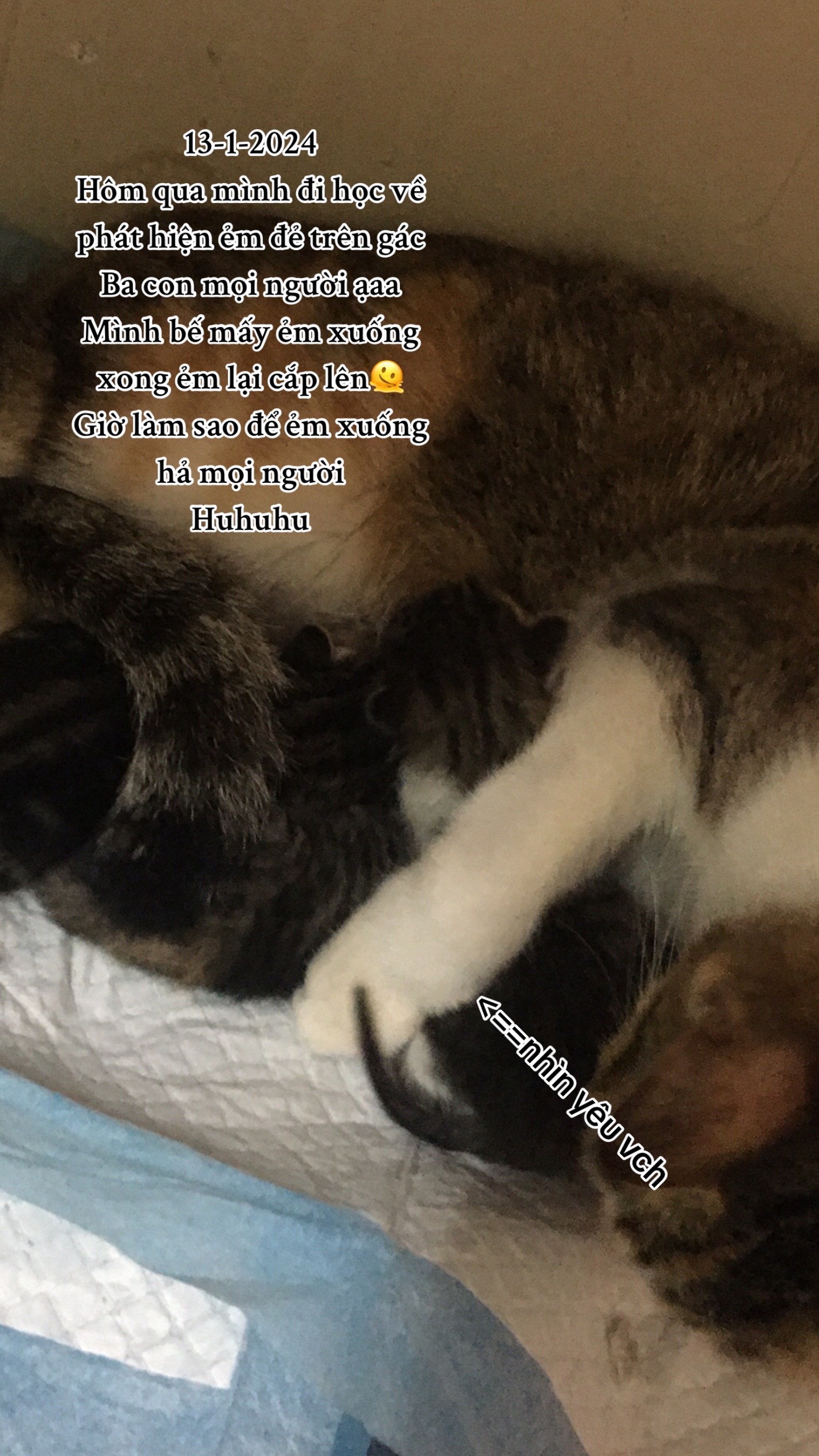 @t là pate🐈