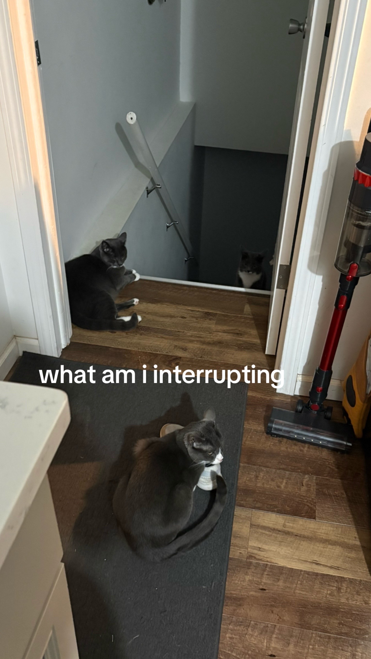 @maryyy🍄🧚🌙🐈&zwj;⬛