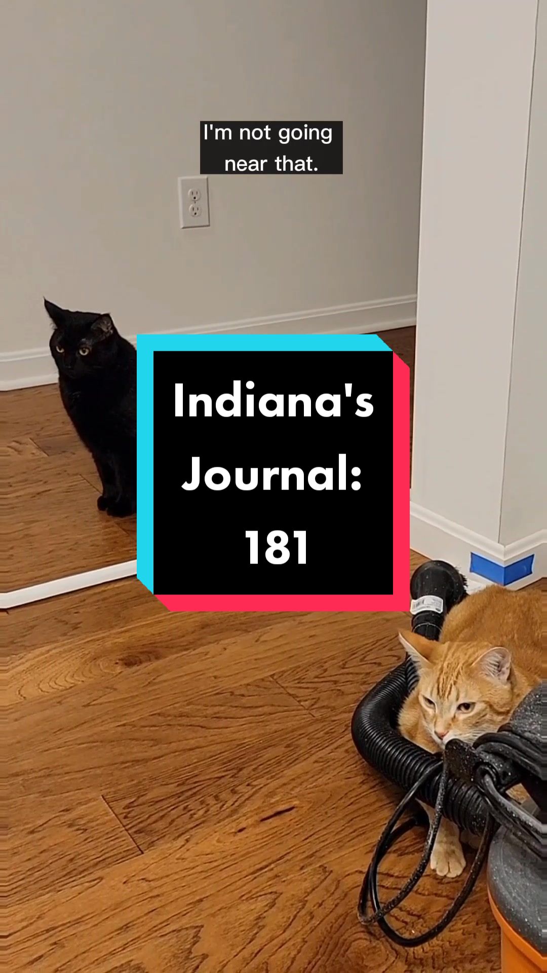 @Flannel Pants and Kitties