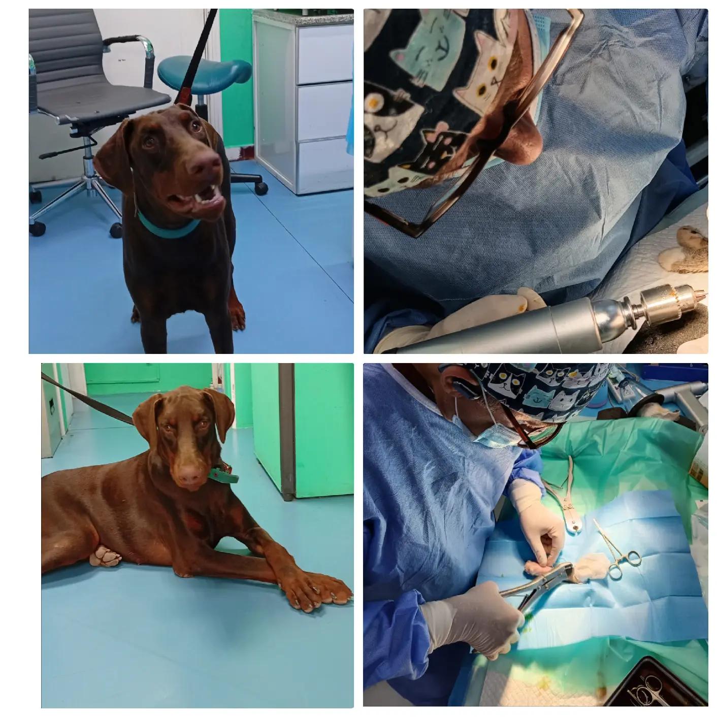 @VillagevVet LLC