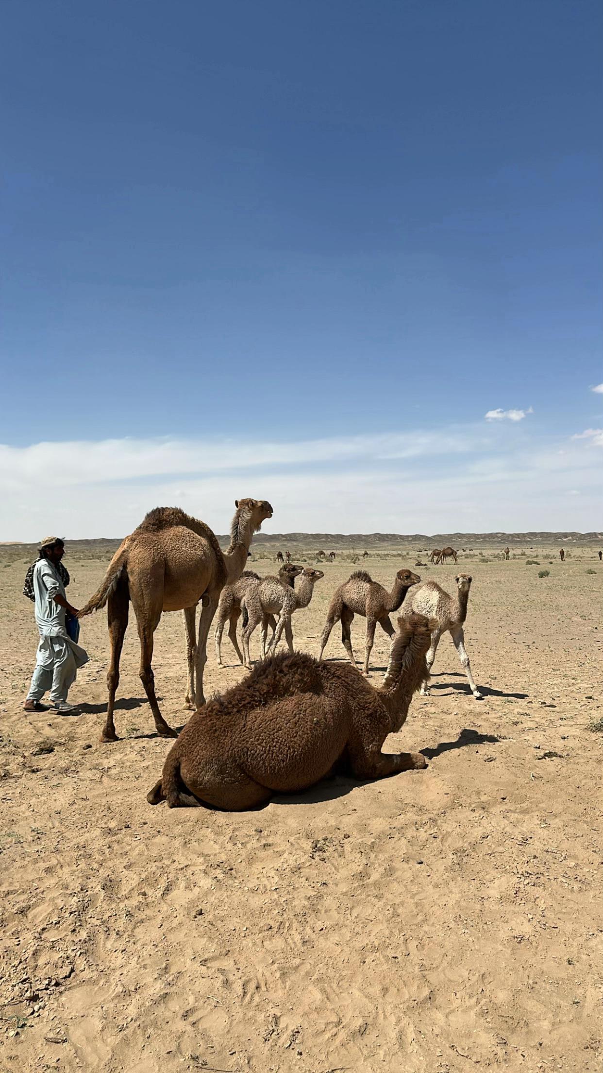 @بلوچستان عشق است 🐪🏜️🪶