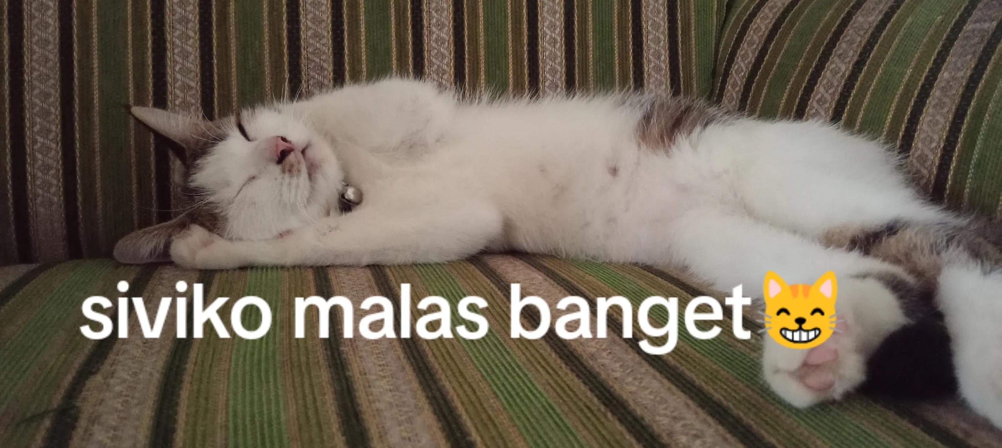 @Rizqi