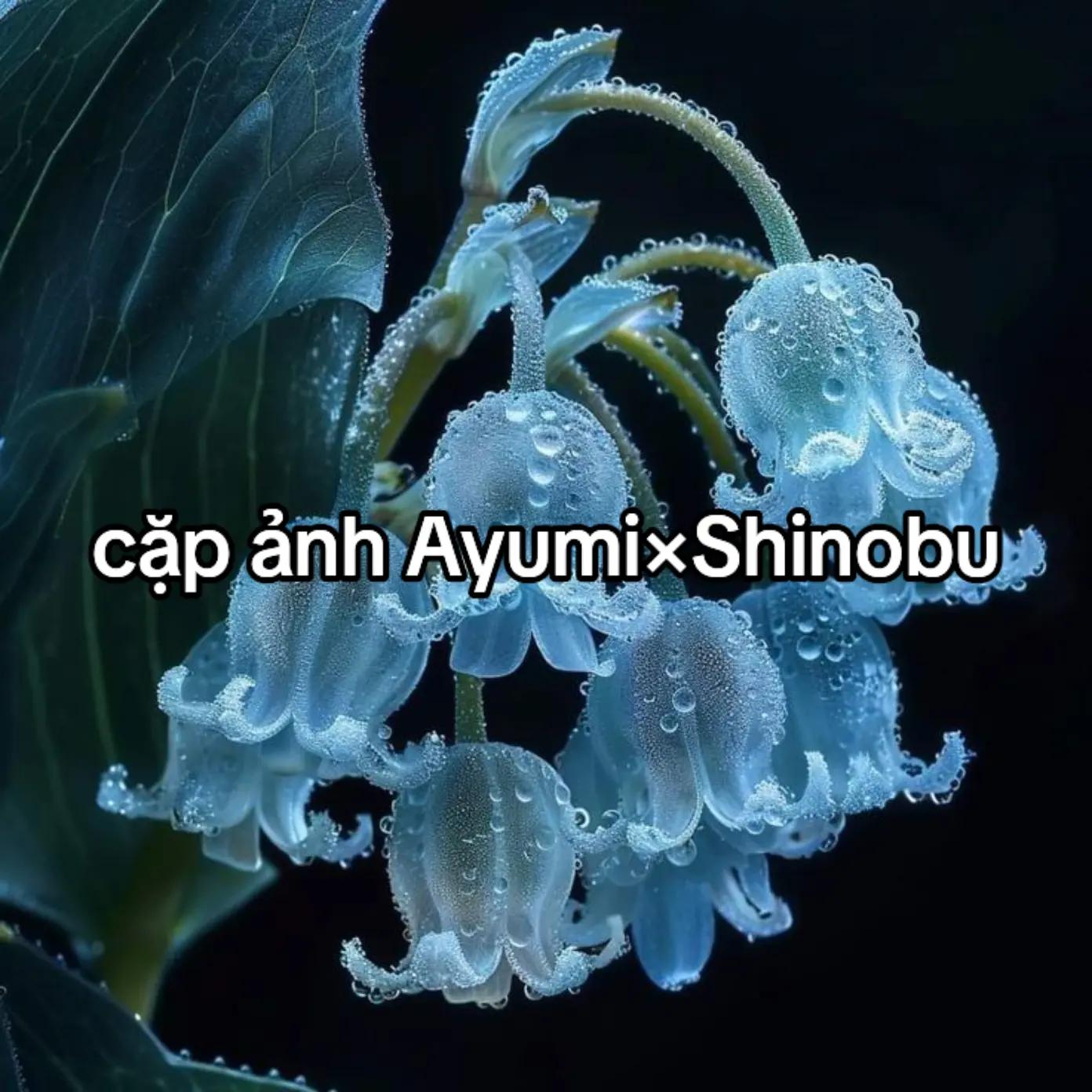 @Hashirama Ayumi❄️