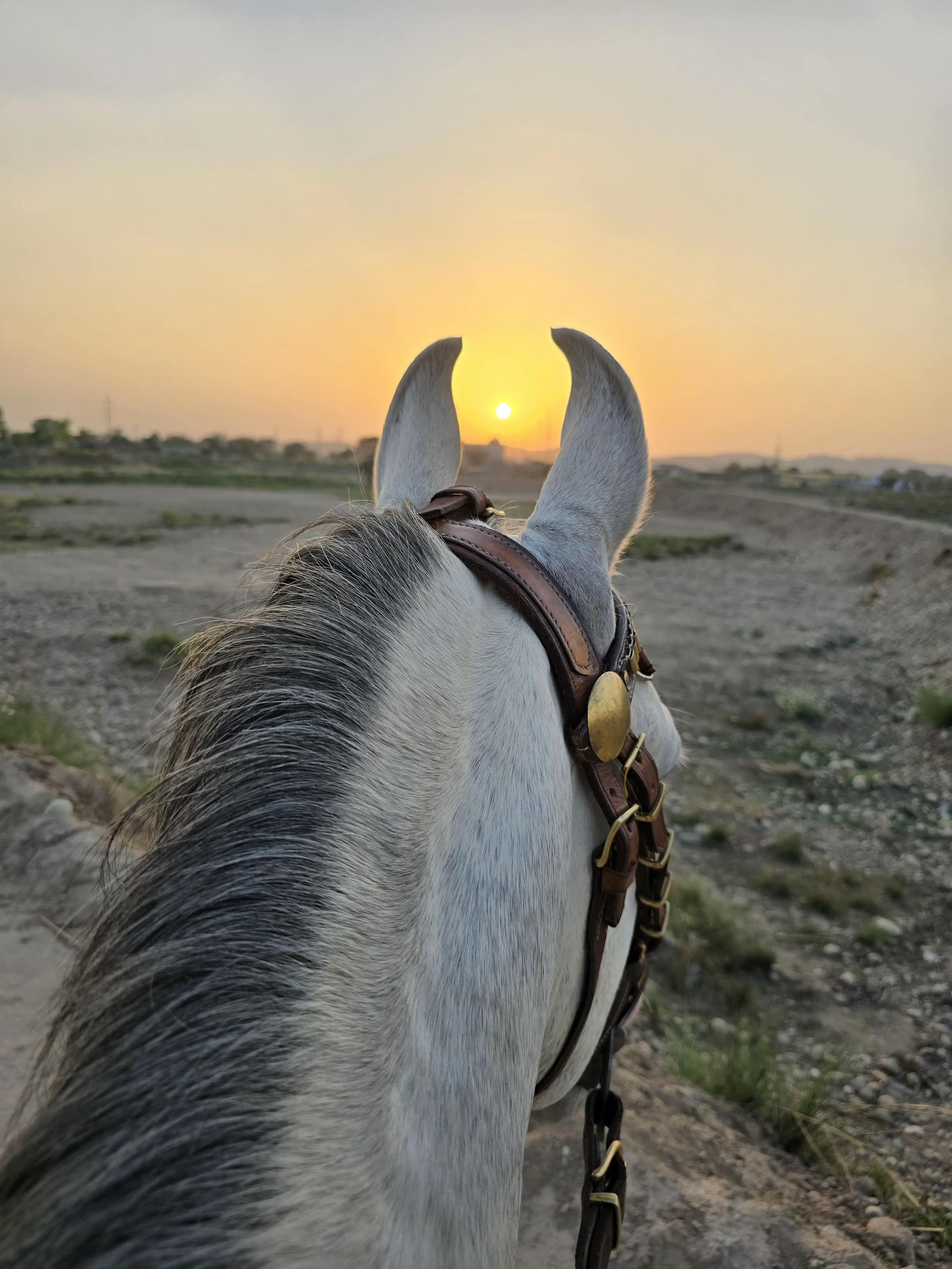 @R Bhatti 🐎