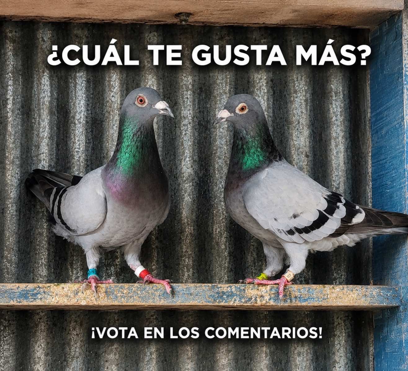 @Camilo